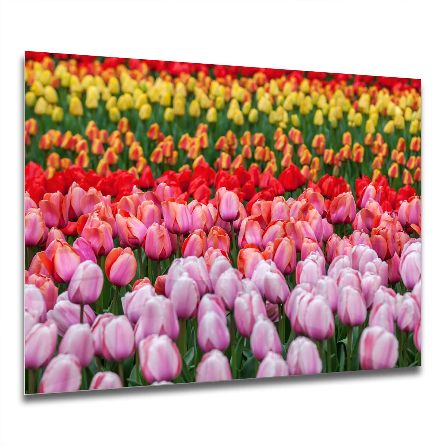 Eigen Afmeting - Spatscherm Keuken - Hittebestendig gehard glas - Tulpenveld in Lisse