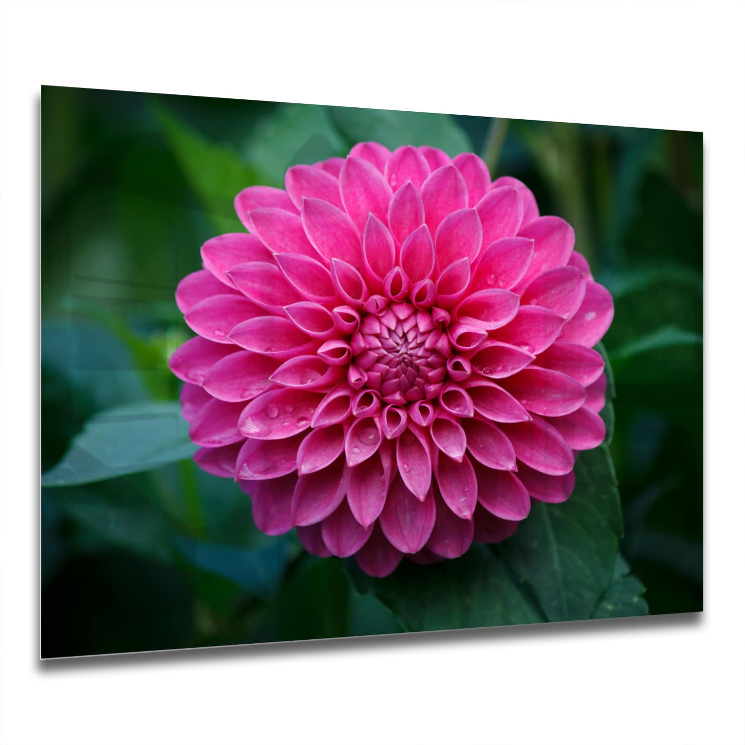 Eigen Afmeting - Spatscherm Keuken - Hittebestendig gehard glas - Roze Dahlia