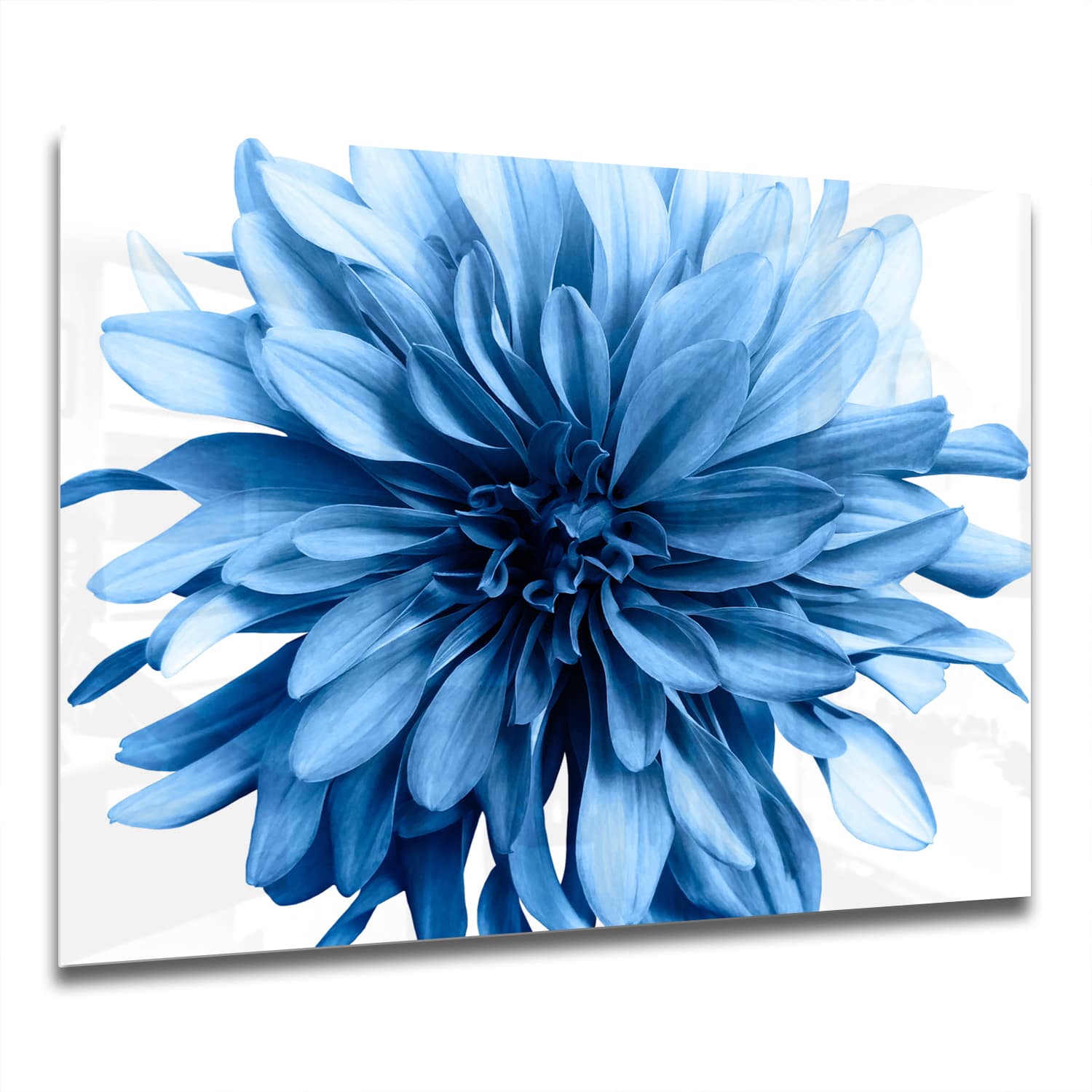 Eigen Afmeting - Spatscherm Keuken - Hittebestendig gehard glas - Lichtblauwe Dahlia
