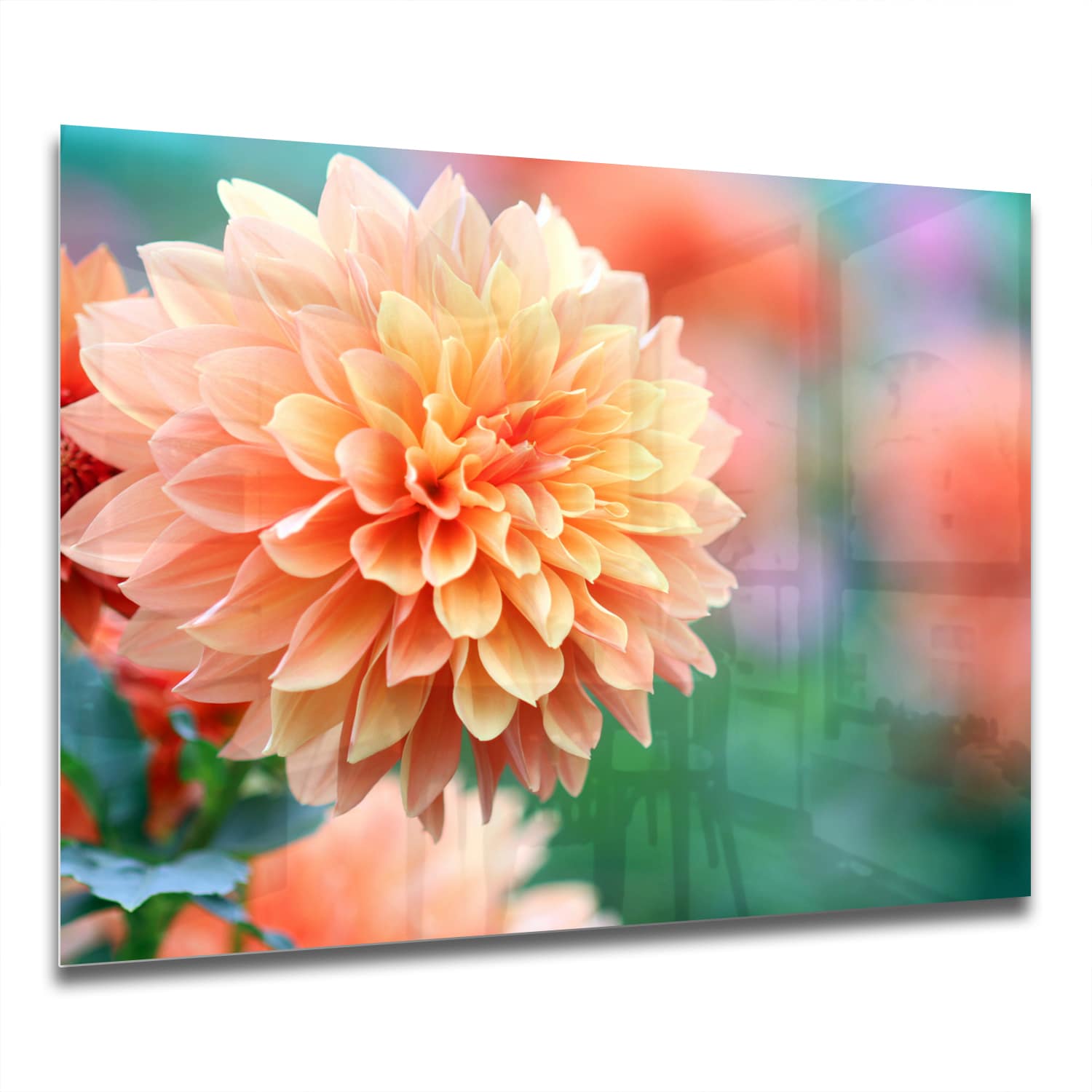 Eigen Afmeting - Spatscherm Keuken - Hittebestendig gehard glas - Roze/Gele Dahlia