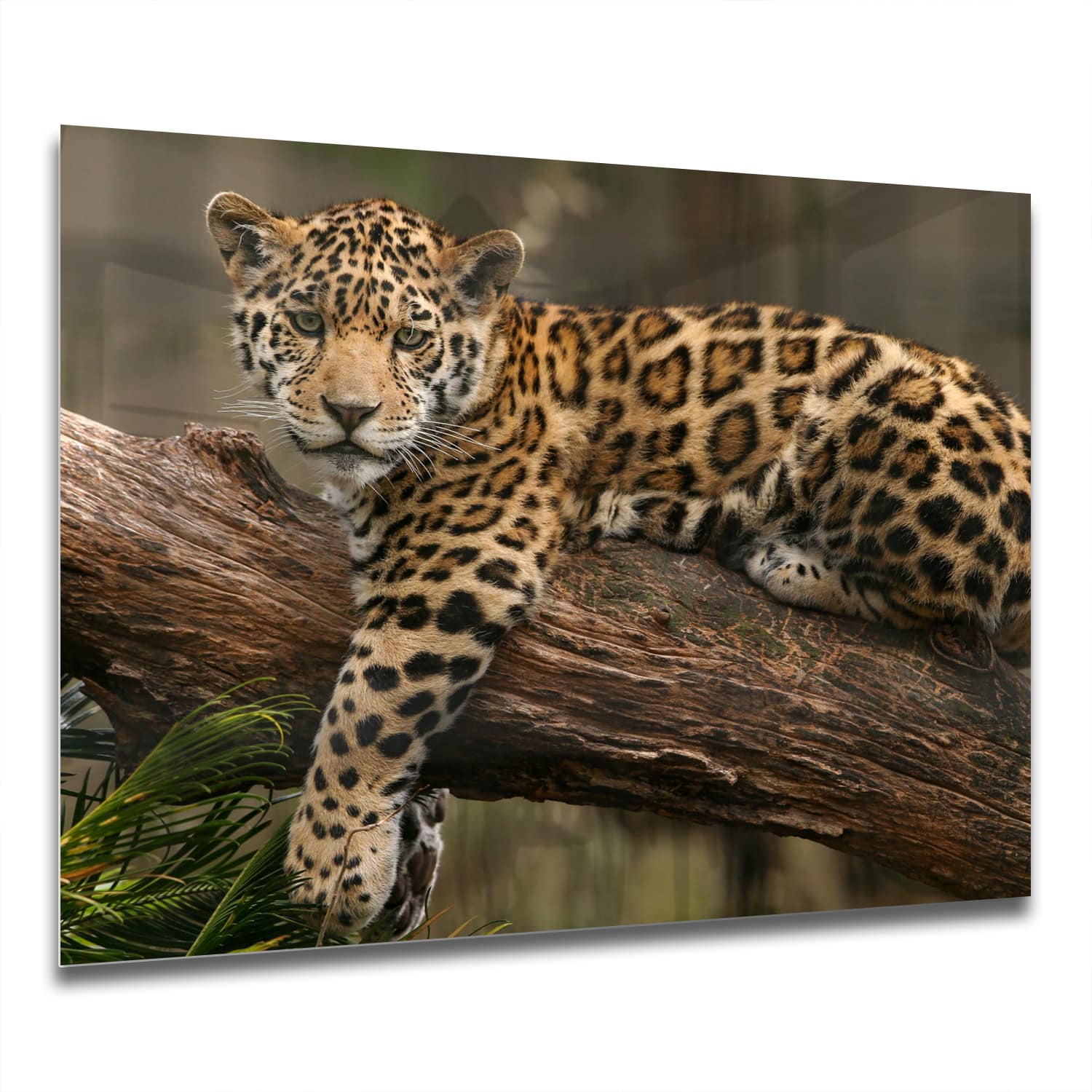 Eigen Afmeting - Spatscherm Keuken - Hittebestendig gehard glas - Jaguar in de Boom