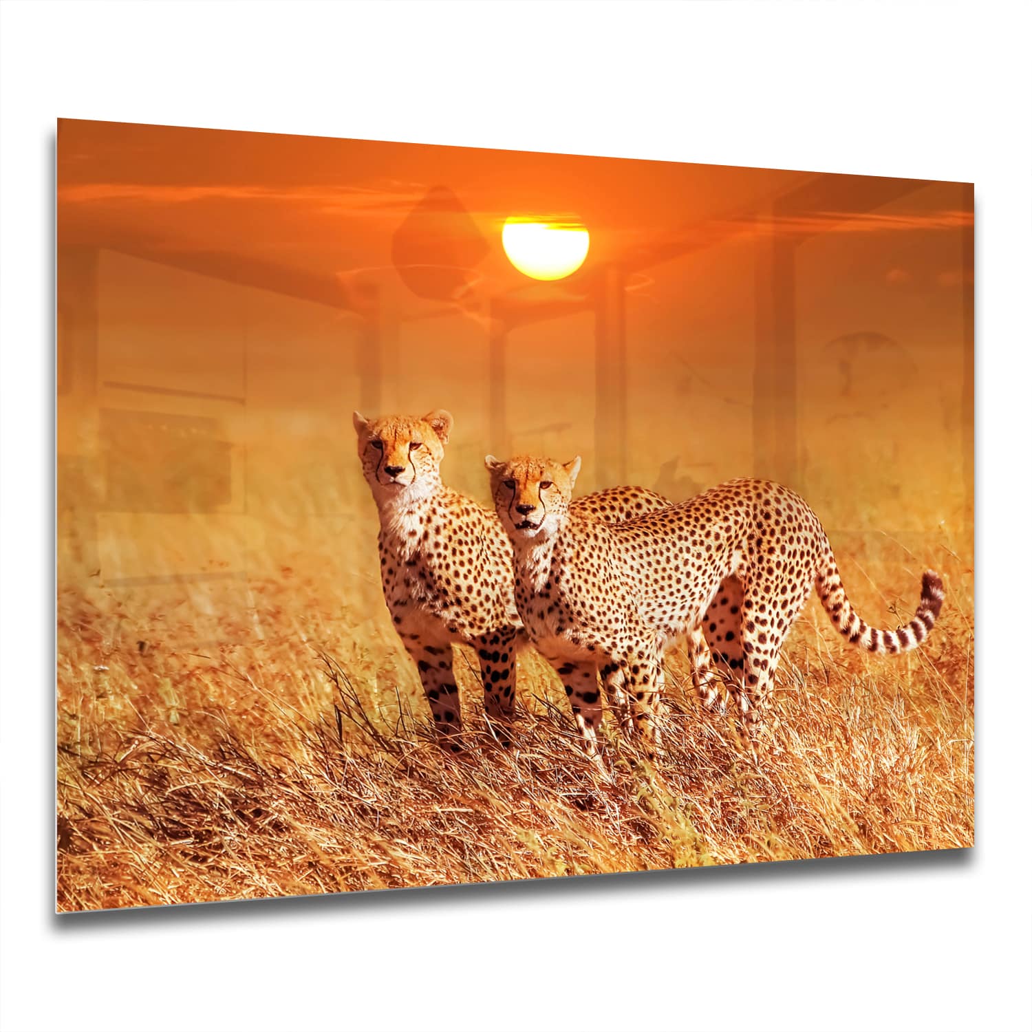 Eigen Afmeting - Spatscherm Keuken - Hittebestendig gehard glas - Twee Cheetahs