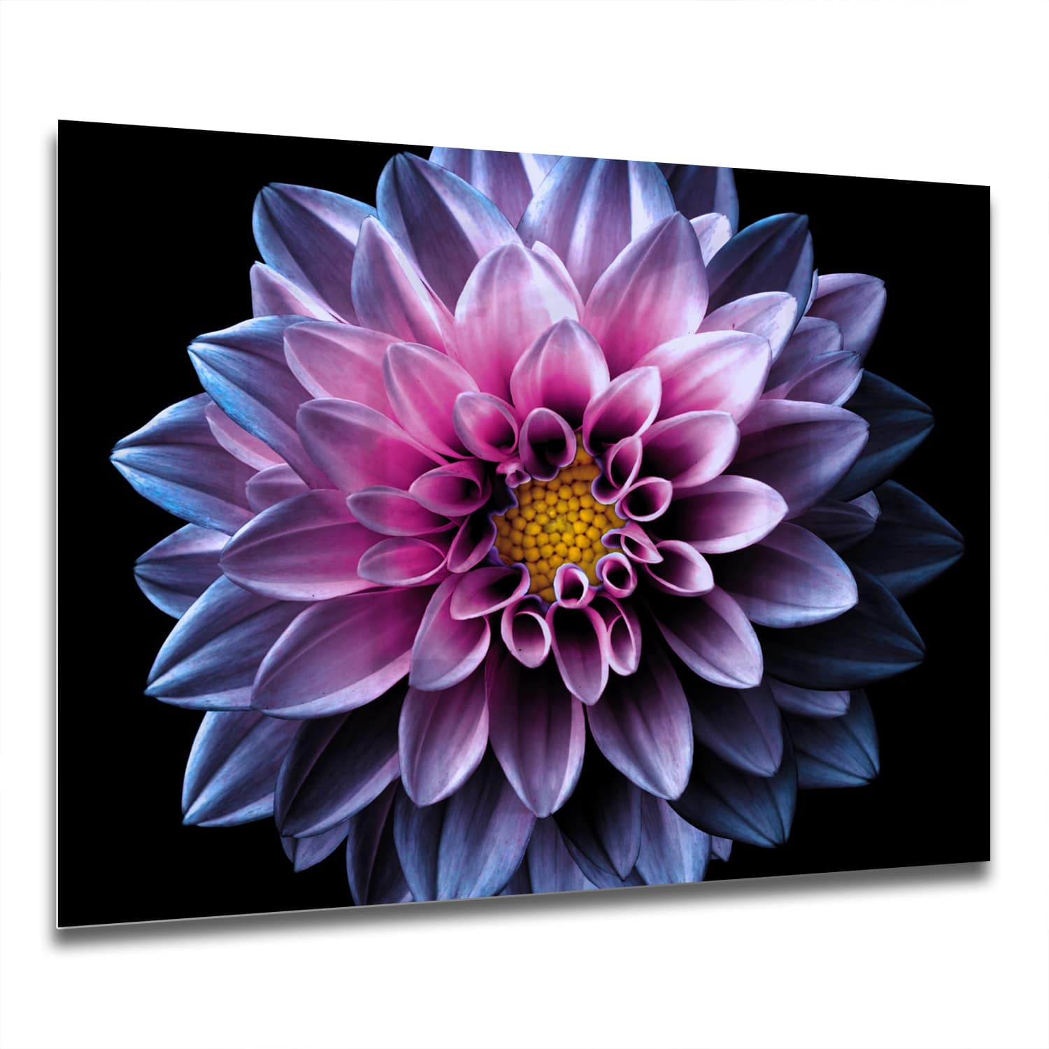 Eigen Afmeting - Spatscherm Keuken - Hittebestendig gehard glas - Blauw/Roze Dahlia