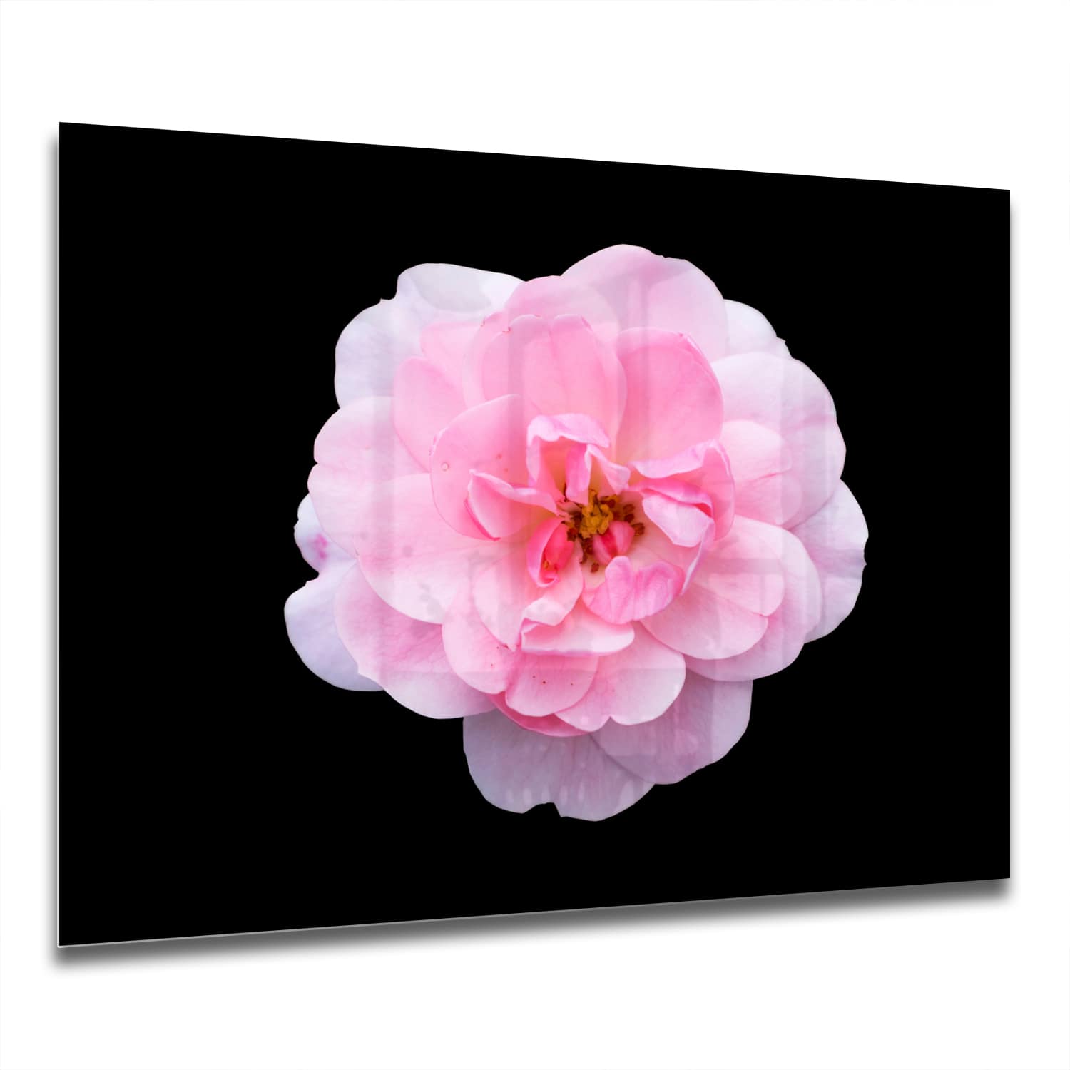 Eigen Afmeting - Spatscherm Keuken - Hittebestendig gehard glas - Lichtroze Floribunda