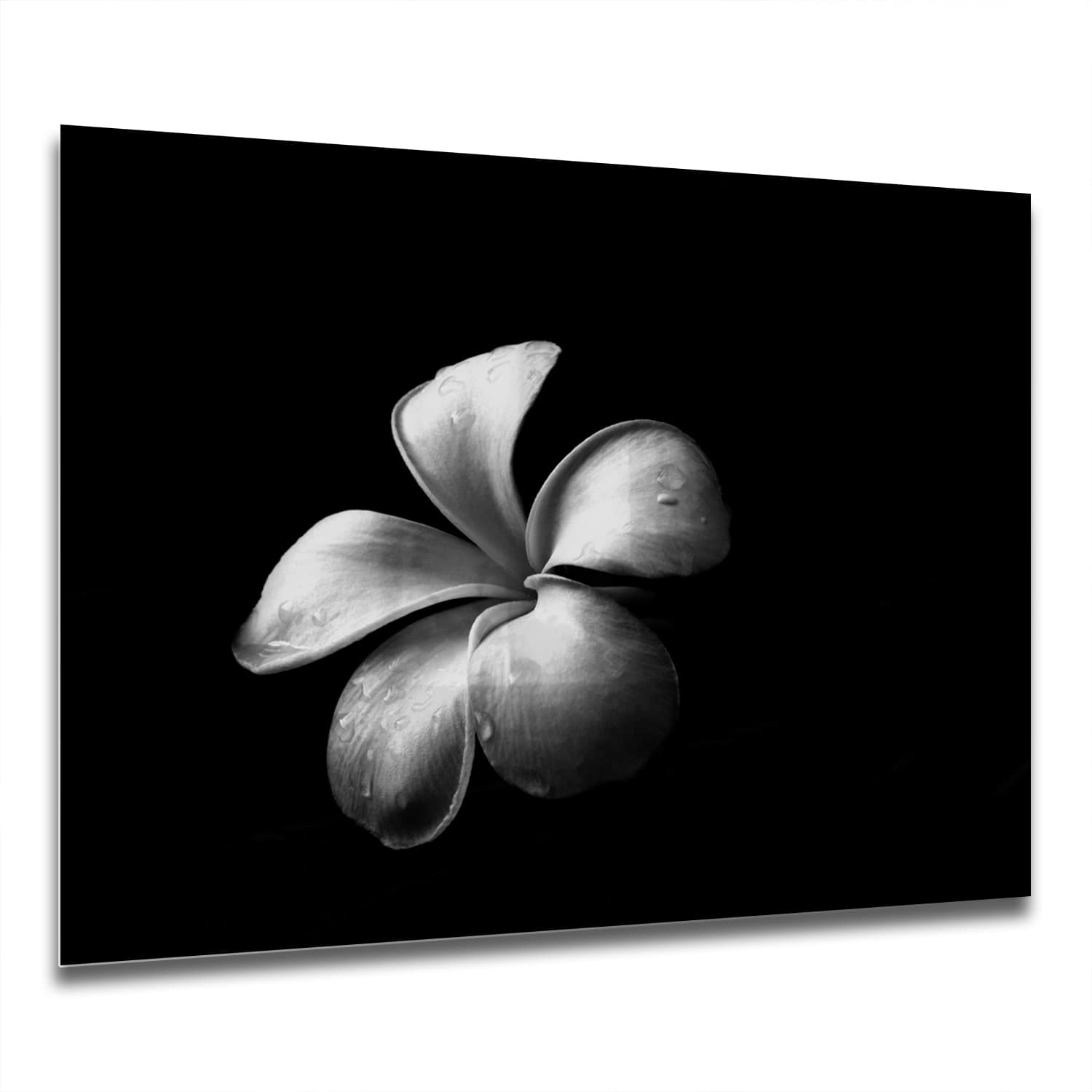 Eigen Afmeting - Spatscherm Keuken - Hittebestendig gehard glas - Plumeria