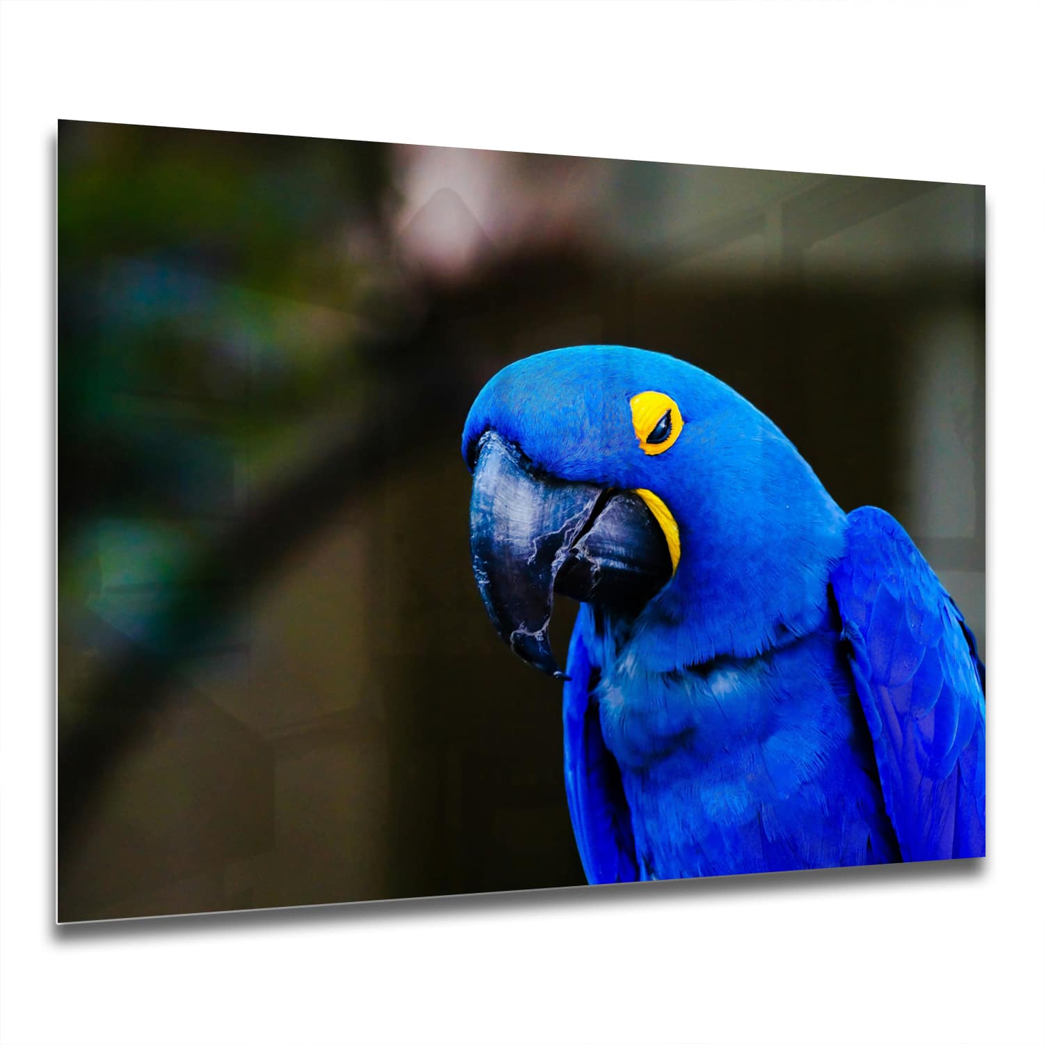 Eigen Afmeting - Spatscherm Keuken - Hittebestendig gehard glas - Blauwe Ara