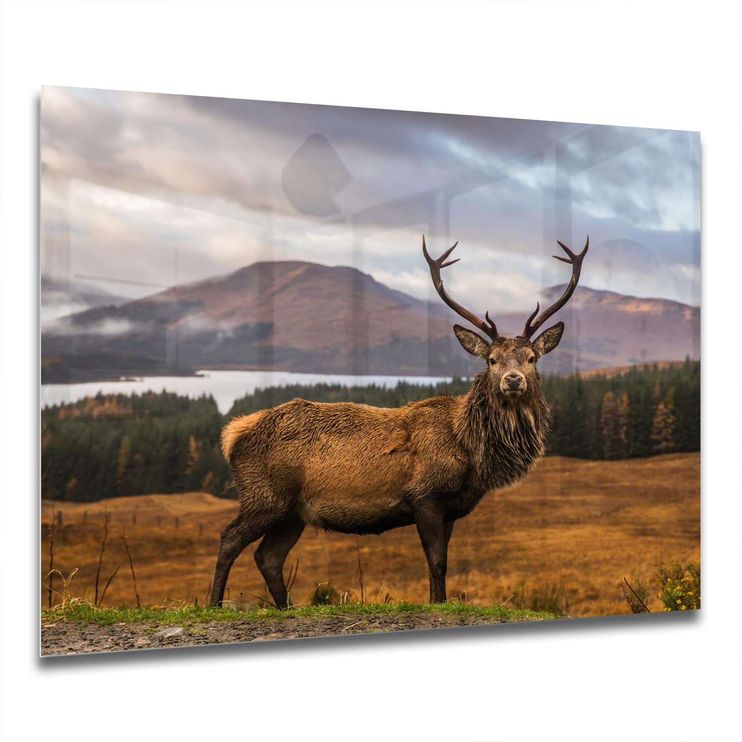 Eigen Afmeting - Spatscherm Keuken - Hittebestendig gehard glas - Wild Schots Hert