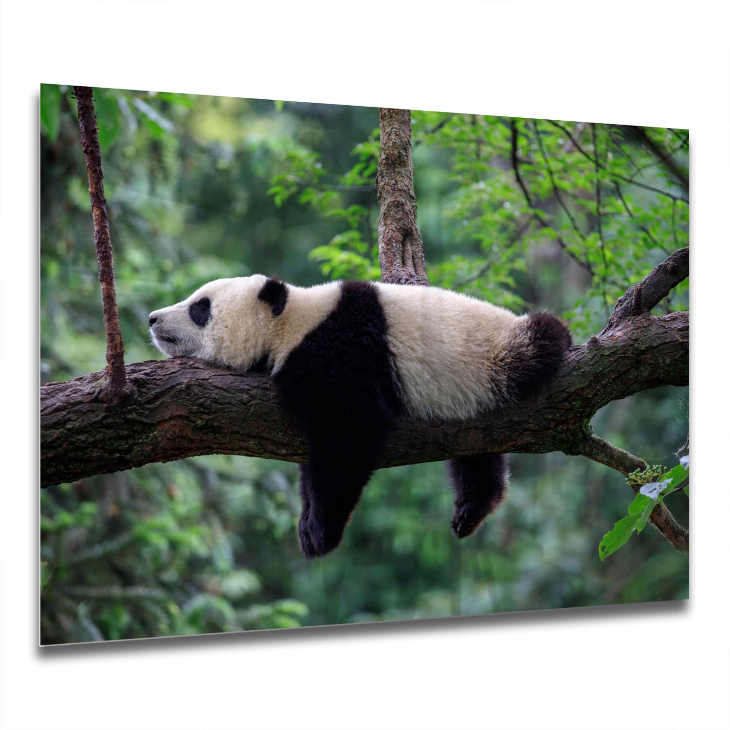 Eigen Afmeting - Spatscherm Keuken - Hittebestendig gehard glas - Panda