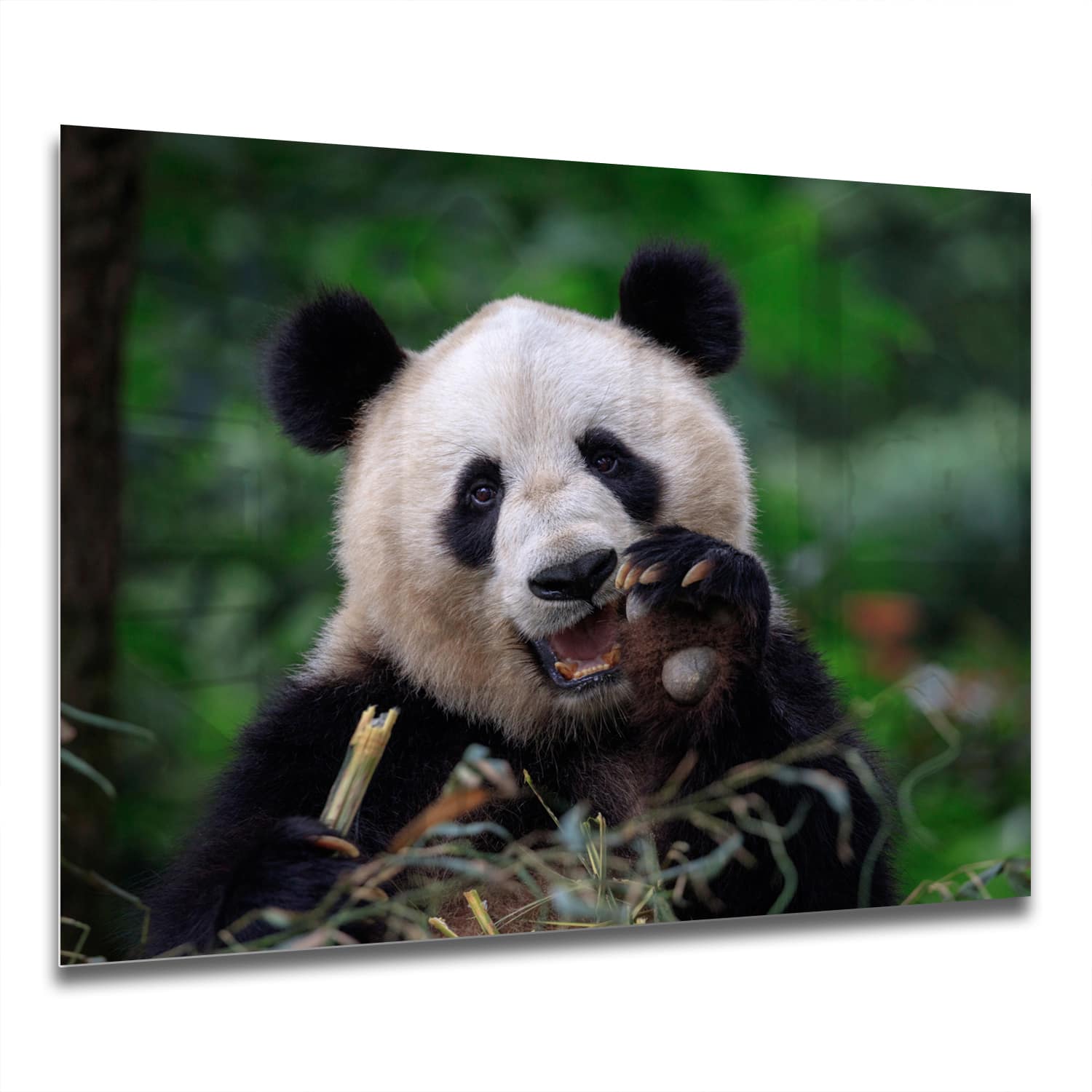 Eigen Afmeting - Spatscherm Keuken - Hittebestendig gehard glas - Blije Panda
