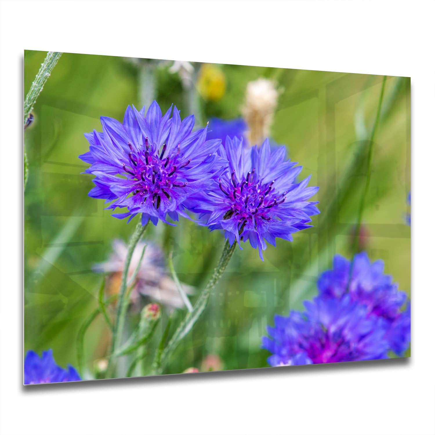 Eigen Afmeting - Spatscherm Keuken - Hittebestendig gehard glas - Felblauw/paarse Korenbloemen