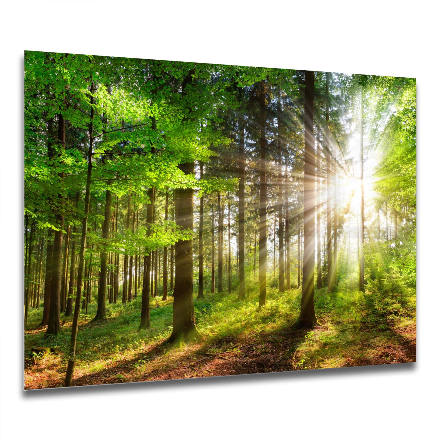 Eigen Afmeting - Spatscherm Keuken - Hittebestendig gehard glas - Zonlicht in het Bos