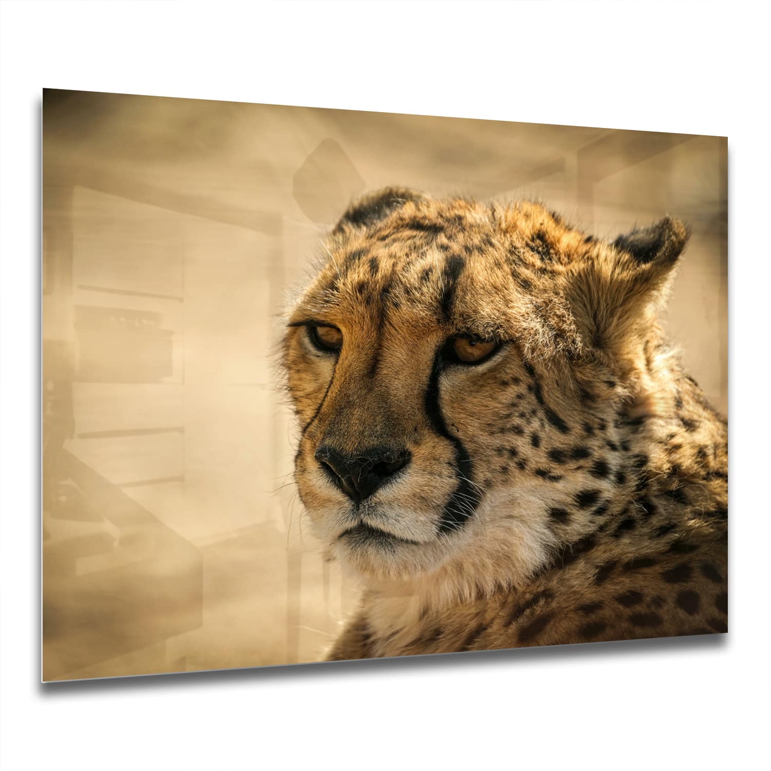 Eigen Afmeting - Spatscherm Keuken - Hittebestendig gehard glas - Cheetah Close-up
