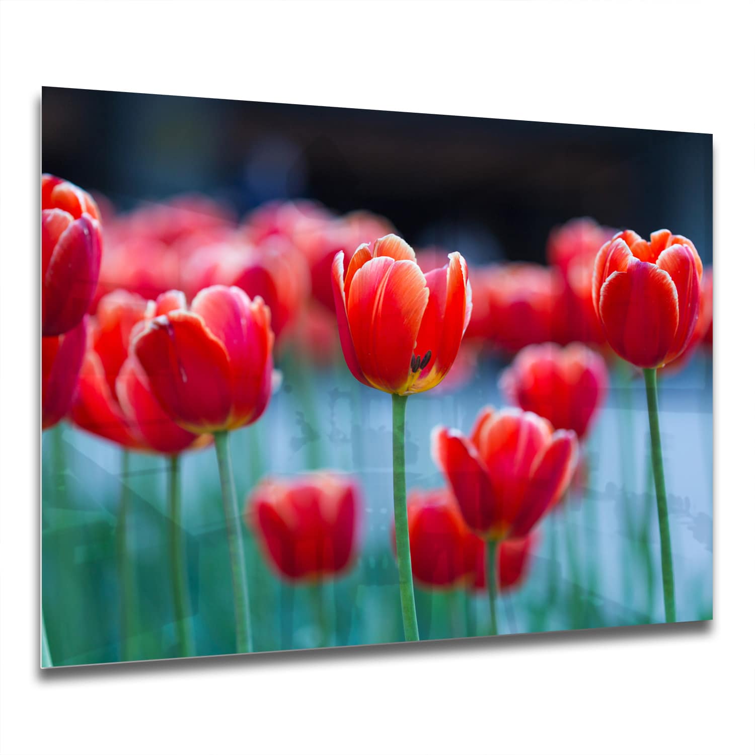 Eigen Afmeting - Spatscherm Keuken - Hittebestendig gehard glas - Rode Tulpen