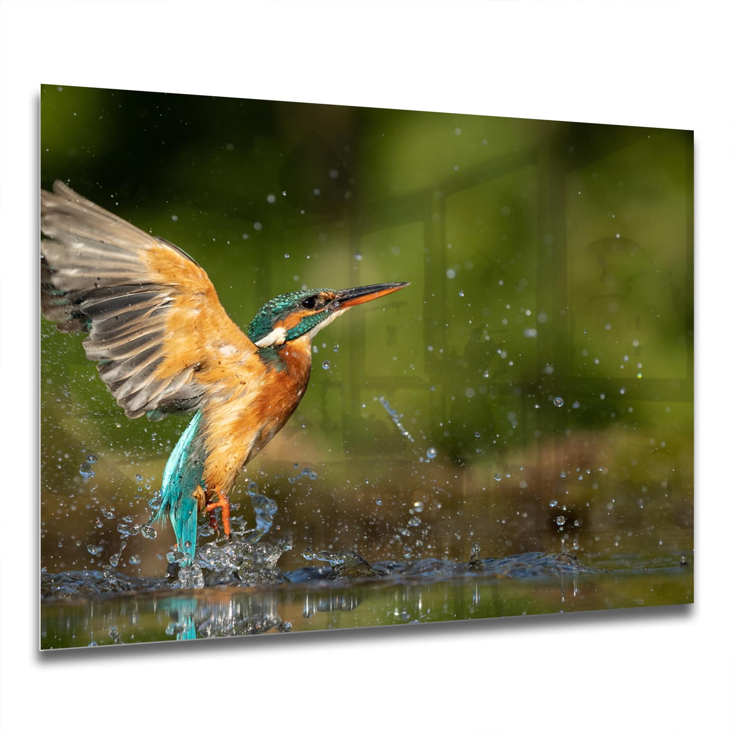 Eigen Afmeting - Spatscherm Keuken - Hittebestendig gehard glas - Ijsvogel