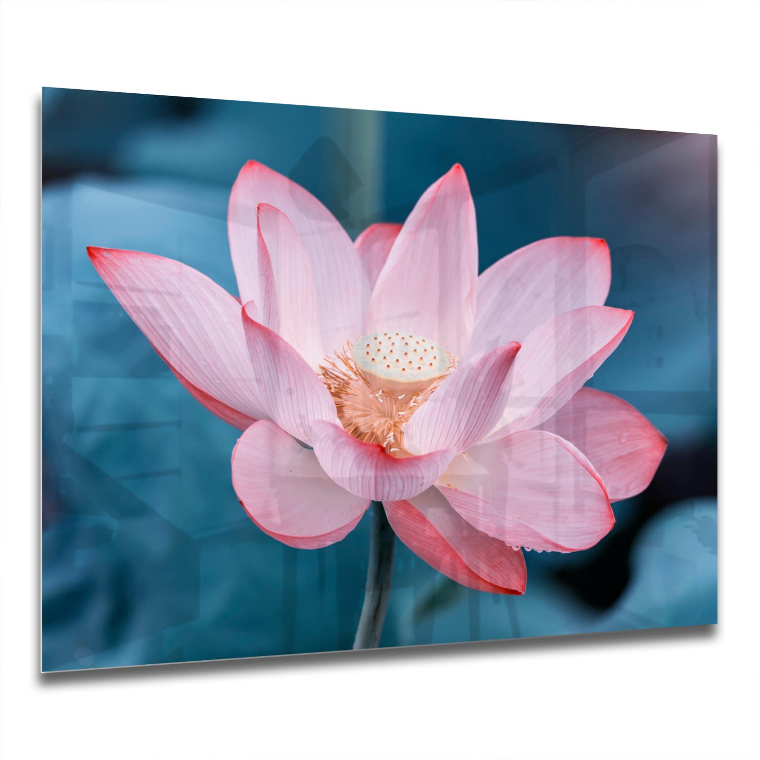 Eigen Afmeting - Spatscherm Keuken - Hittebestendig gehard glas - Lotus Bloem