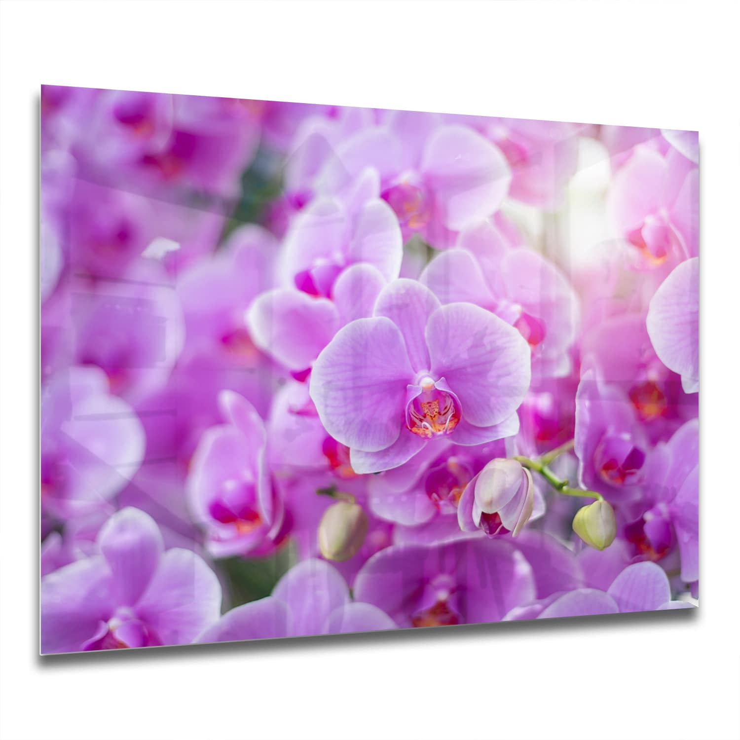 Eigen Afmeting - Spatscherm Keuken - Hittebestendig gehard glas - Stralende OrchideeÃƒ ƒ «n