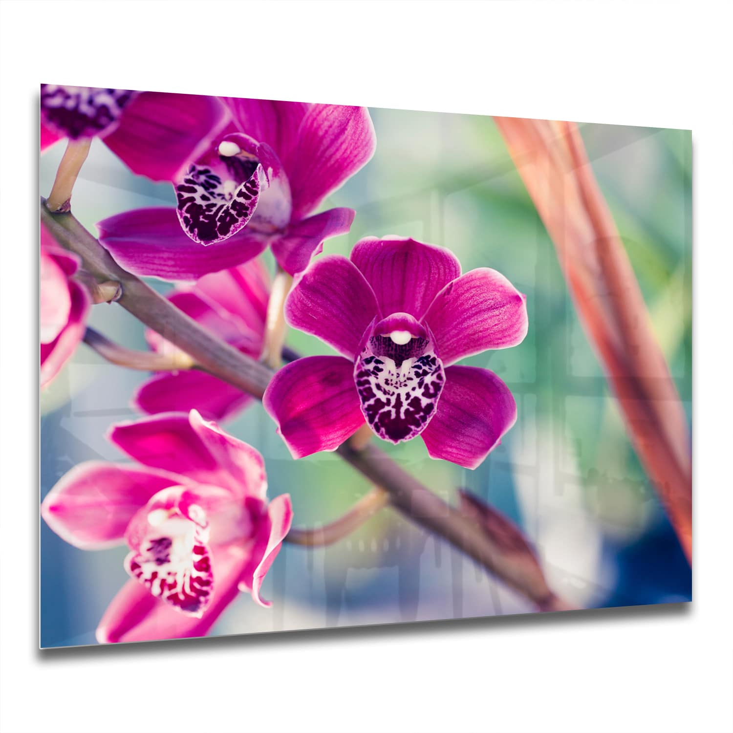 Eigen Afmeting - Spatscherm Keuken - Hittebestendig gehard glas - Vlinderorchidee
