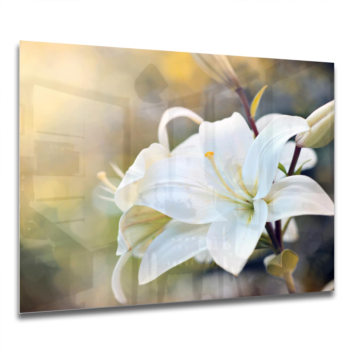 Eigen Afmeting - Spatscherm Keuken - Hittebestendig gehard glas - Witte Lelie Bloem