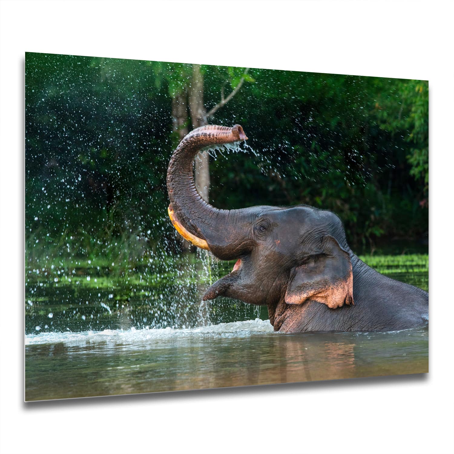 Eigen Afmeting - Spatscherm Keuken - Hittebestendig gehard glas - Badende Olifant