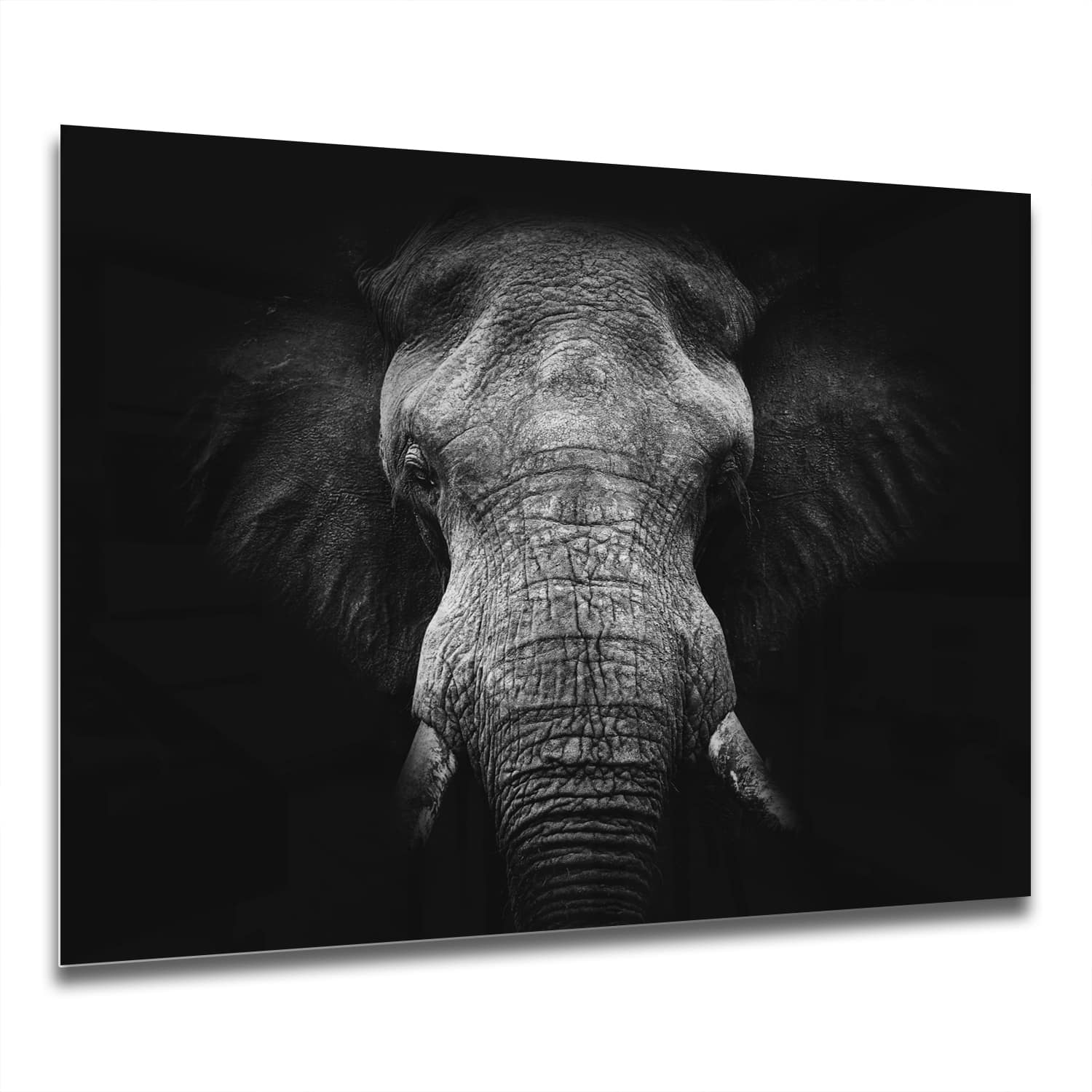 Eigen Afmeting - Spatscherm Keuken - Hittebestendig gehard glas - Zwart/Wit Olifant
