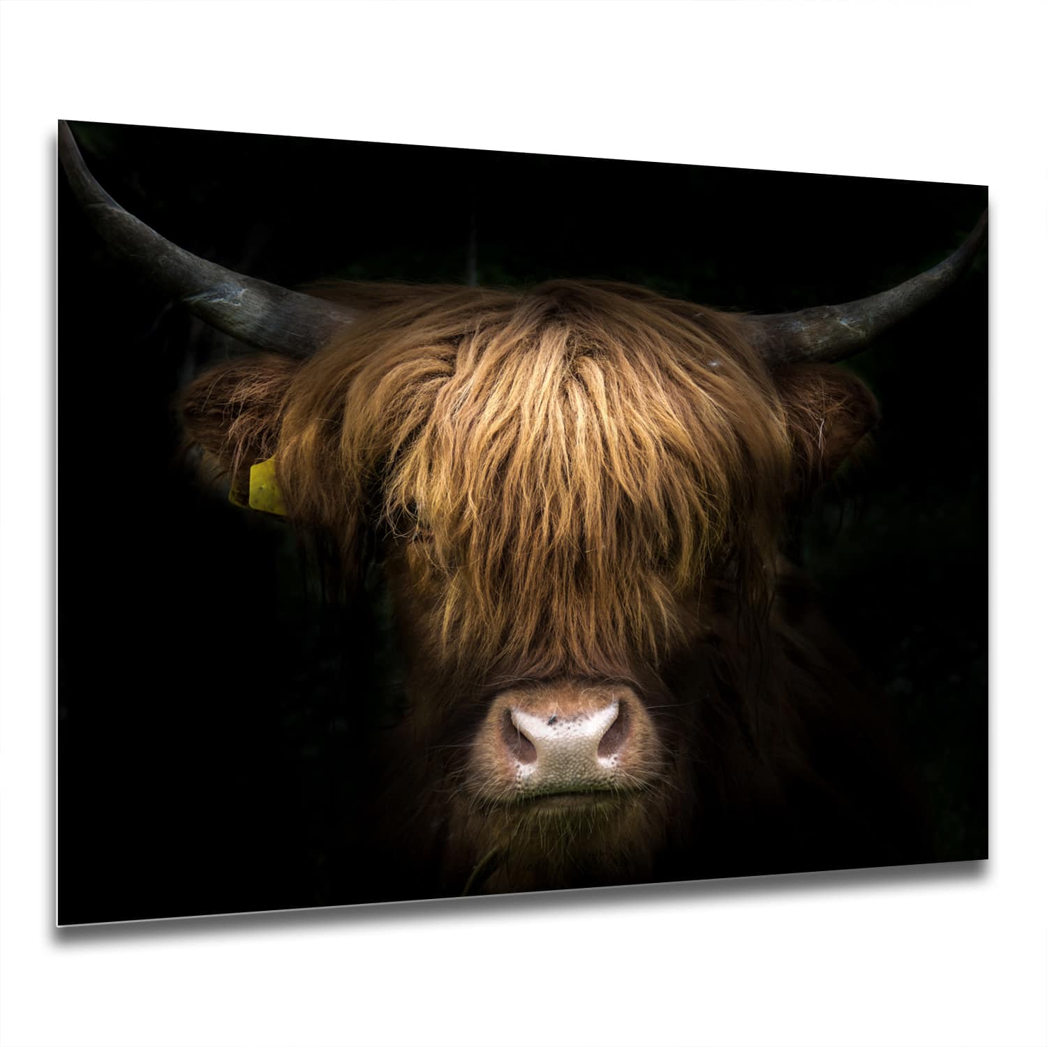 Eigen Afmeting - Spatscherm Keuken - Hittebestendig gehard glas - Portret van Schotse Hooglander