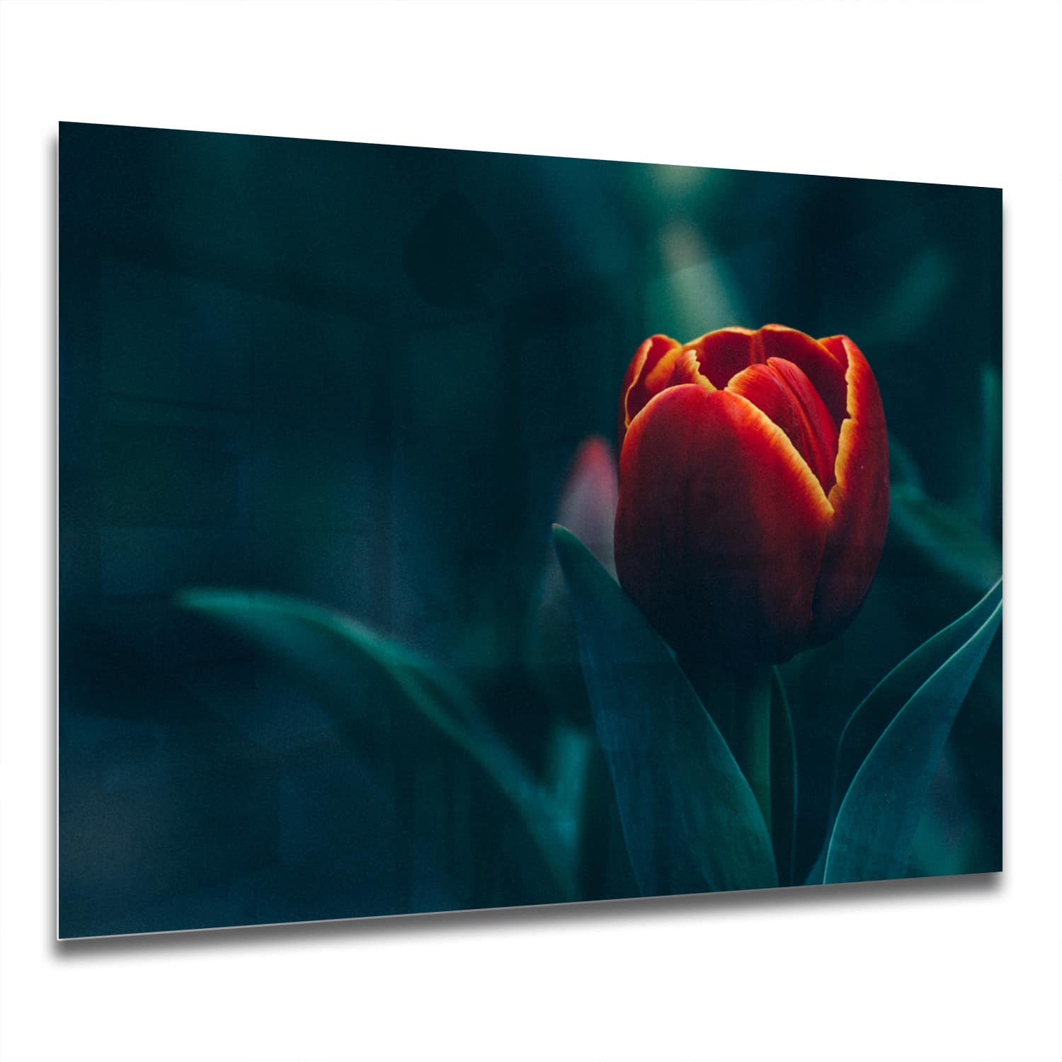 Eigen Afmeting - Spatscherm Keuken - Hittebestendig gehard glas - Dieprode Tulp