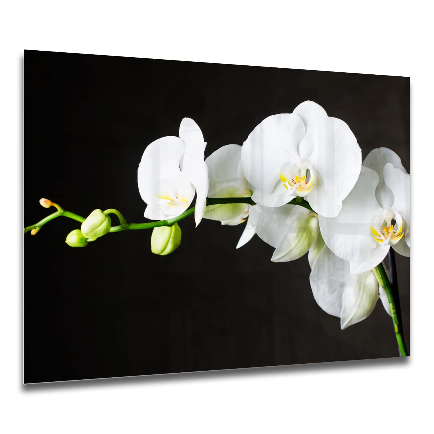 Eigen Afmeting - Spatscherm Keuken - Hittebestendig gehard glas - Witte OrchideeÃƒ ƒ «n