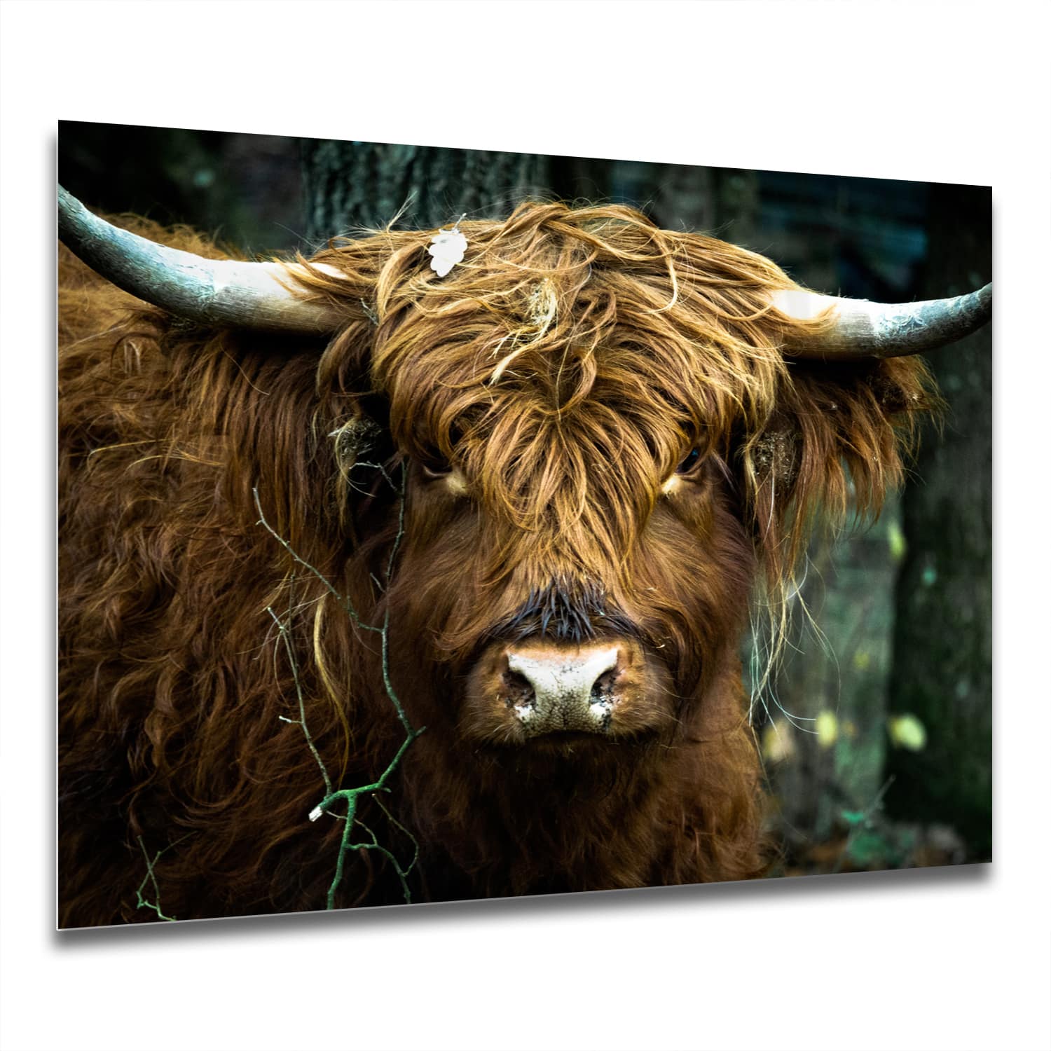 Eigen Afmeting - Spatscherm Keuken - Hittebestendig gehard glas - Schotse Hooglander Portret