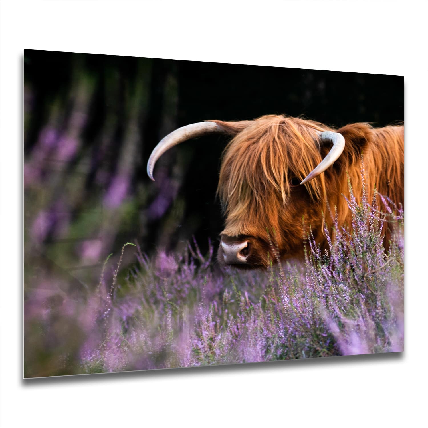 Eigen Afmeting - Spatscherm Keuken - Hittebestendig gehard glas - Schotse Hooglander Tussen de Bloemen