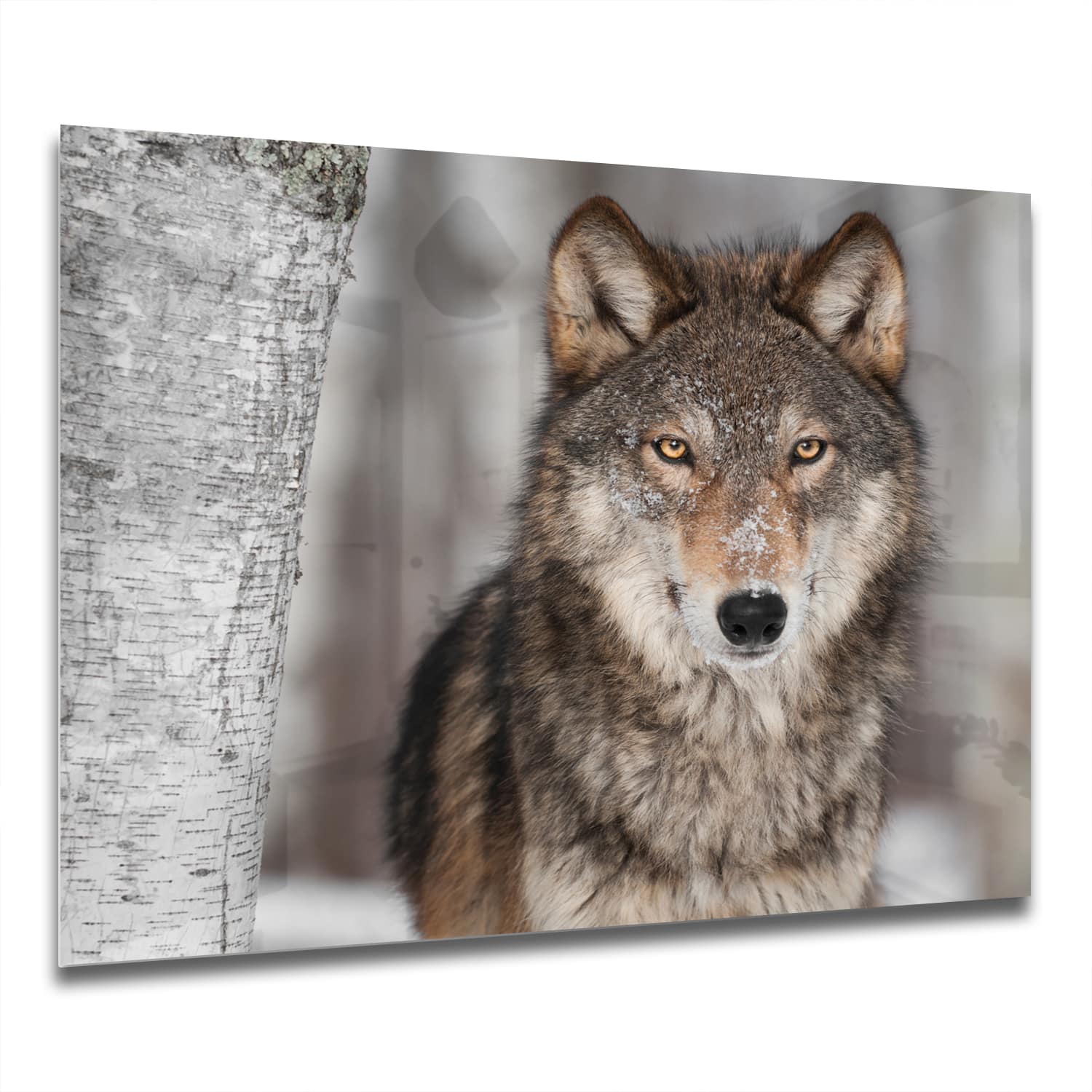 Eigen Afmeting - Spatscherm Keuken - Hittebestendig gehard glas - Grijze Wolf