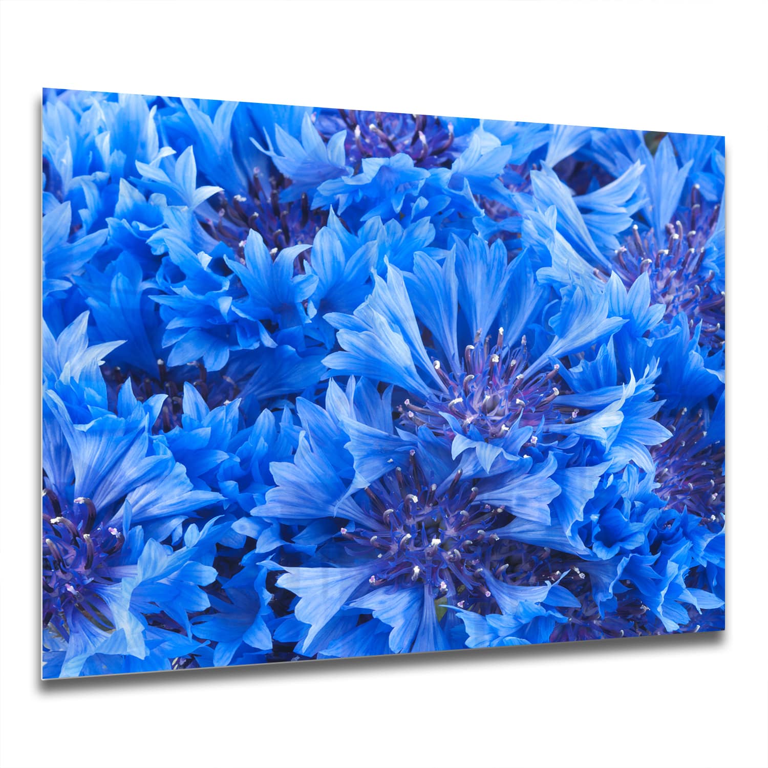 Eigen Afmeting - Spatscherm Keuken - Hittebestendig gehard glas - Blauwe Korenbloem