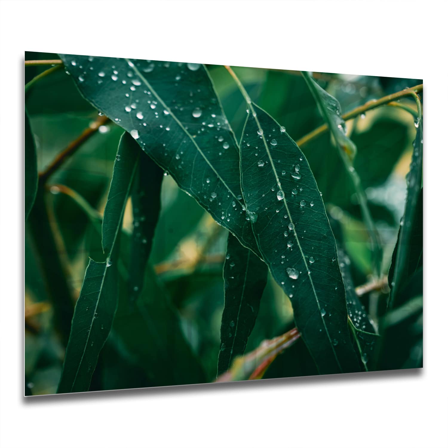 Eigen Afmeting - Spatscherm Keuken - Hittebestendig gehard glas - Eucalyptus Bladeren
