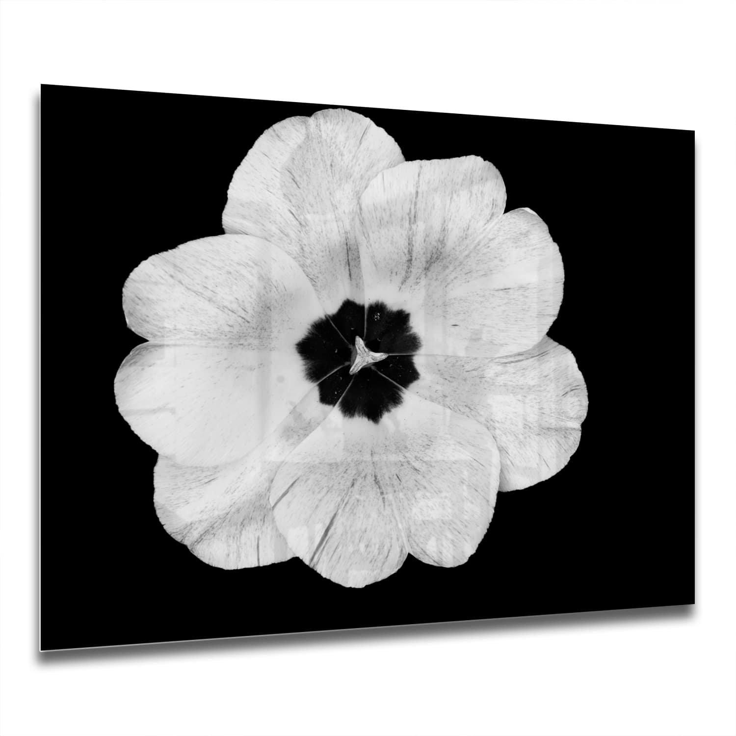 Eigen Afmeting - Spatscherm Keuken - Hittebestendig gehard glas - Witte Tulp