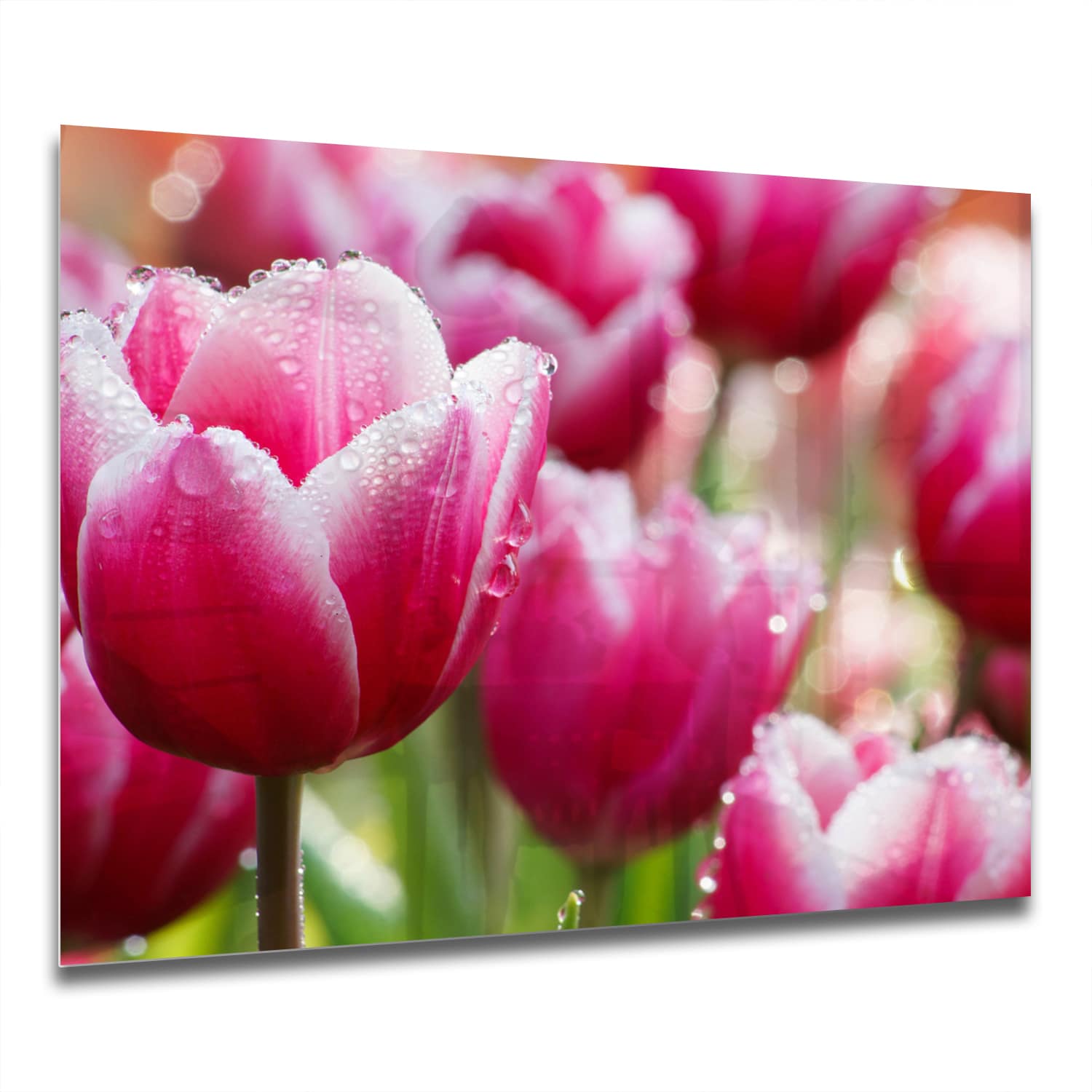 Eigen Afmeting - Spatscherm Keuken - Hittebestendig gehard glas - Natte Tulpen