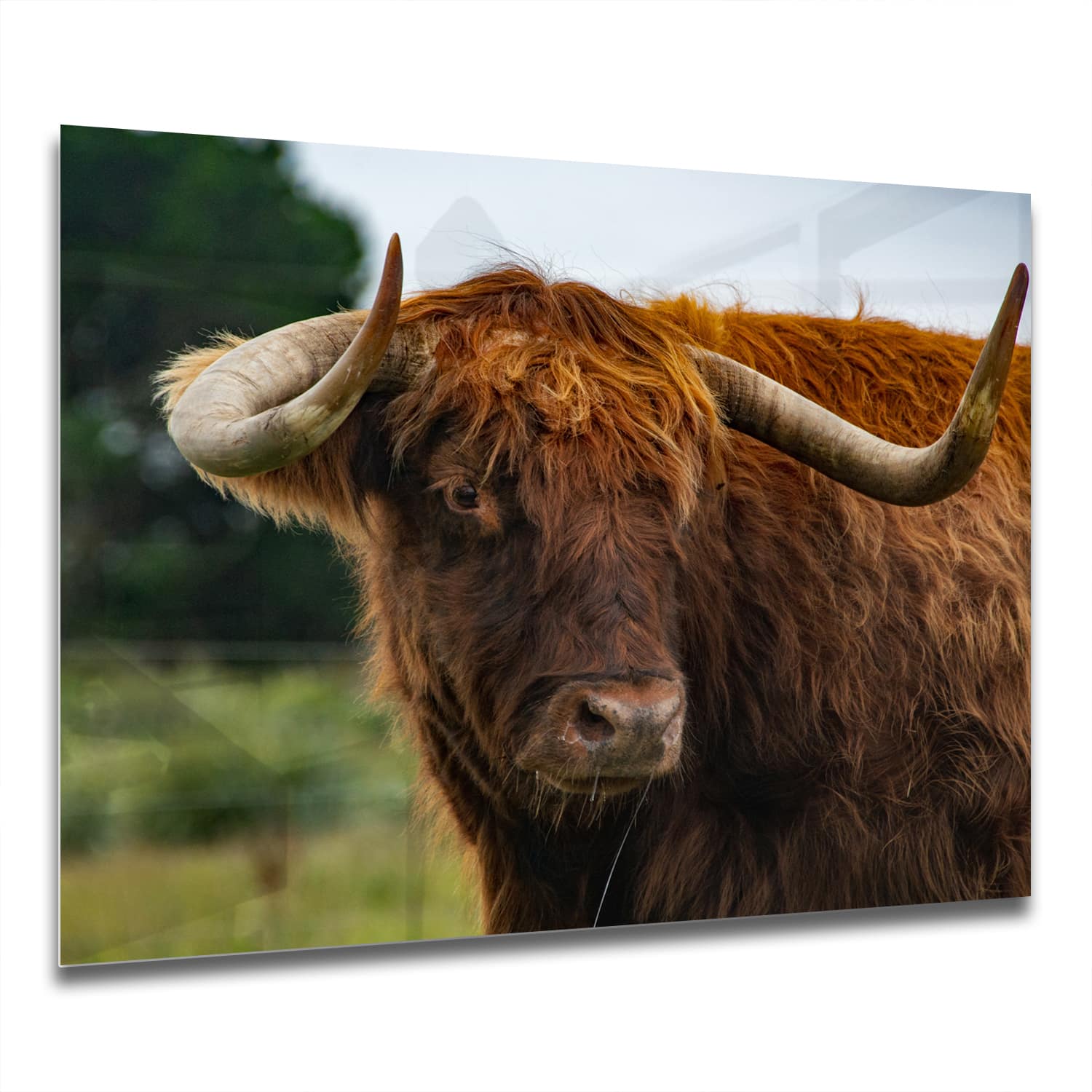 Eigen Afmeting - Spatscherm Keuken - Hittebestendig gehard glas - Schotse Hooglander in de Natuur