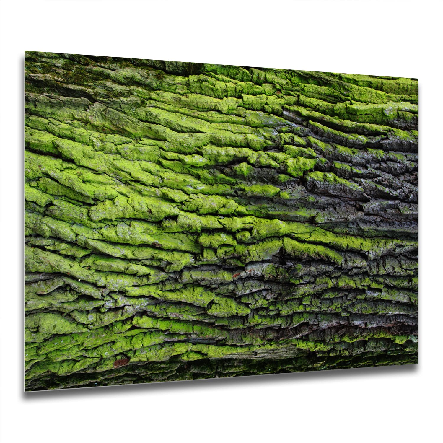 Eigen Afmeting - Spatscherm Keuken - Hittebestendig gehard glas - Groene Schors Textuur