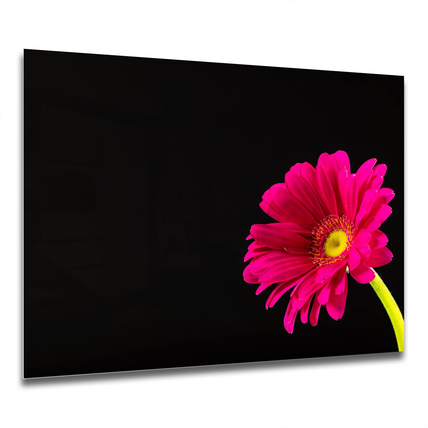 Eigen Afmeting - Spatscherm Keuken - Hittebestendig gehard glas - Stralende Gerbera