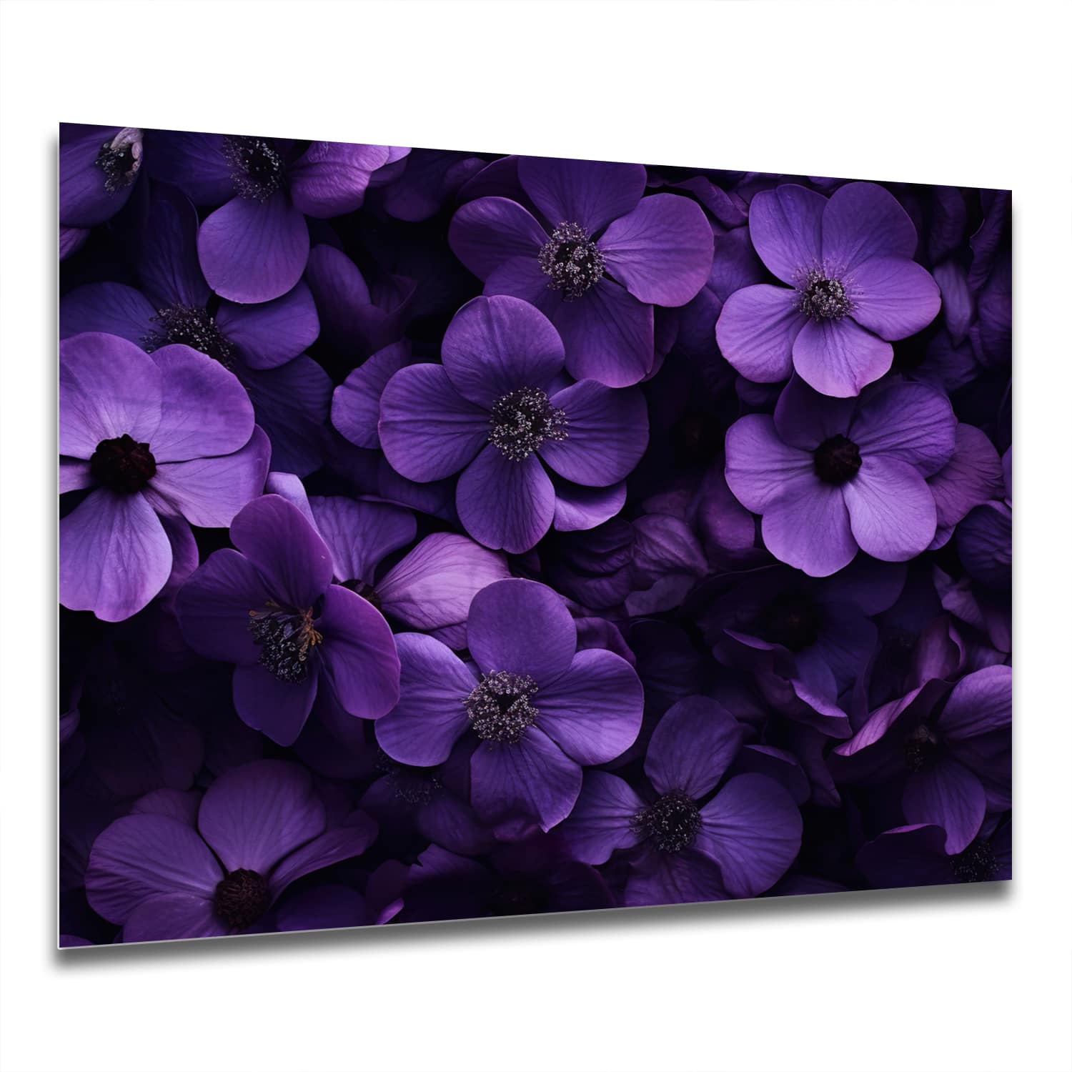 Eigen Afmeting - Spatscherm Keuken - Hittebestendig gehard glas - Paarse Bloemen