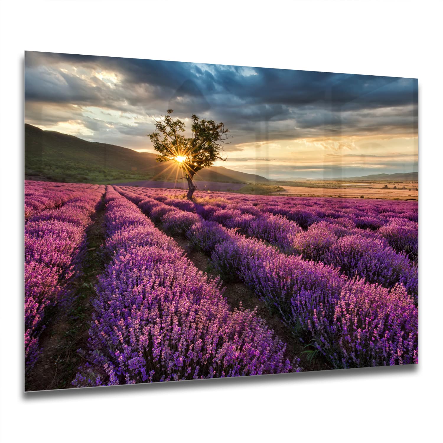 Eigen Afmeting - Spatscherm Keuken - Hittebestendig gehard glas - Lavendel Veld