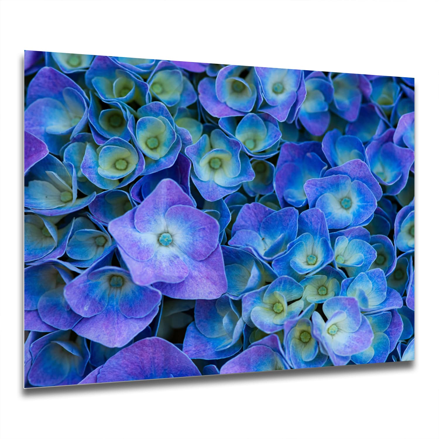 Eigen Afmeting - Spatscherm Keuken - Hittebestendig gehard glas - Hydrangea bloei