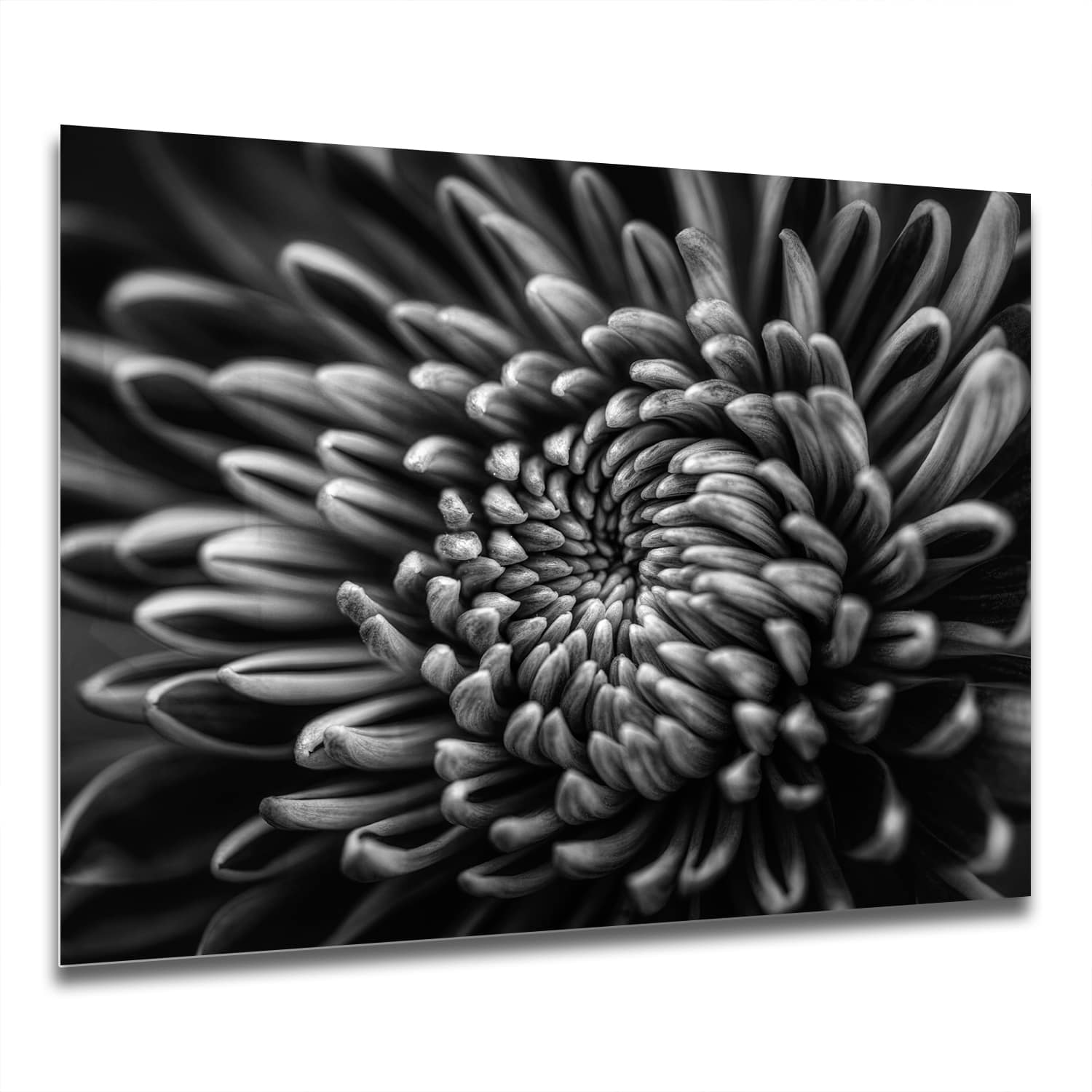 Eigen Afmeting - Spatscherm Keuken - Hittebestendig gehard glas - Zwart-Wit Close-up Bloem