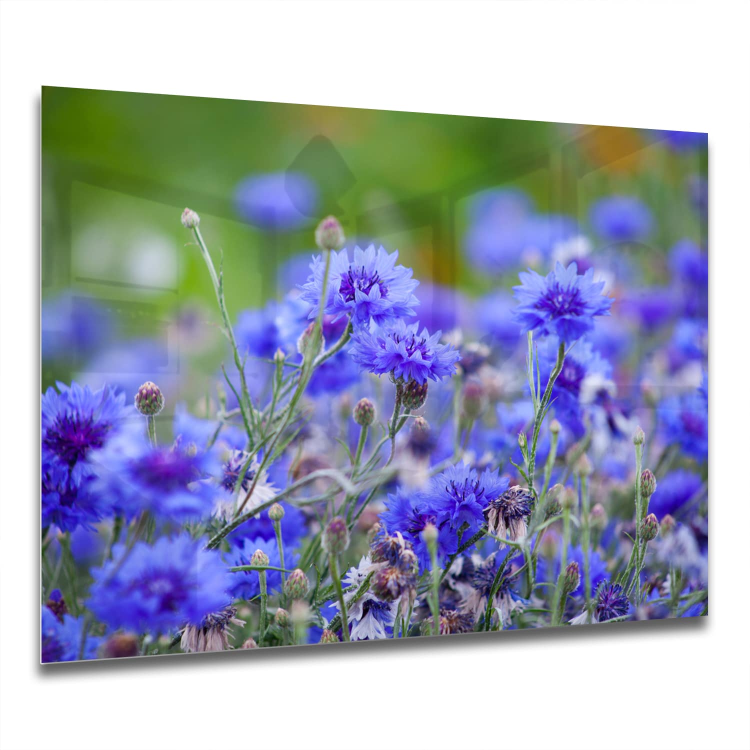 Eigen Afmeting - Spatscherm Keuken - Hittebestendig gehard glas - Korenbloemen in Bloei