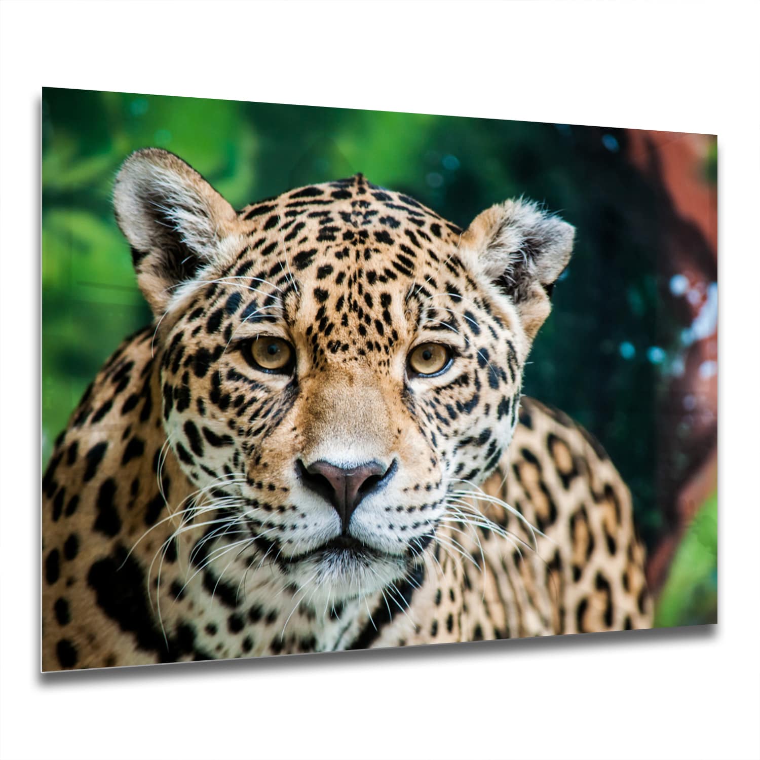 Eigen Afmeting - Spatscherm Keuken - Hittebestendig gehard glas - Jaguar