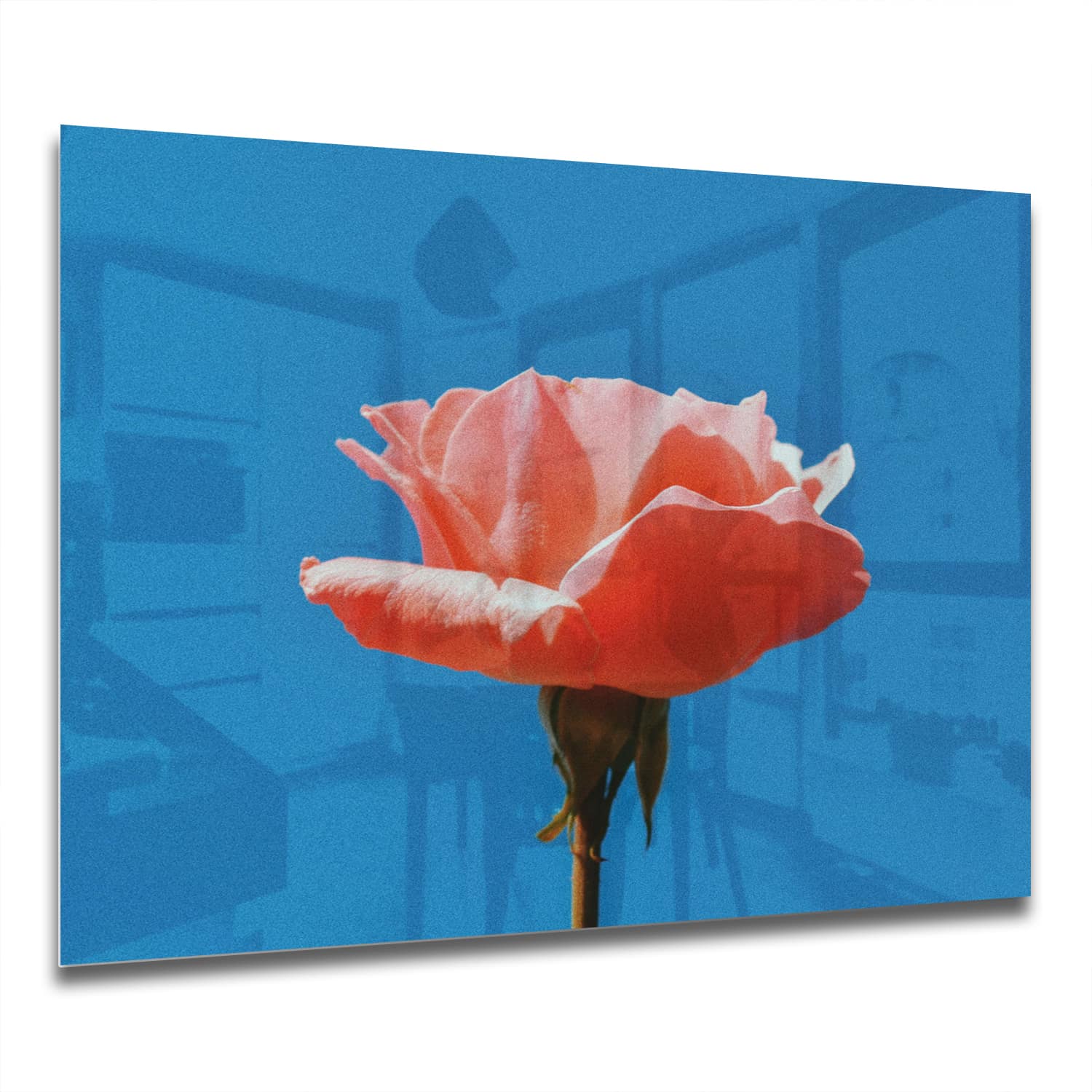 Eigen Afmeting - Spatscherm Keuken - Hittebestendig gehard glas - Roos met blauwe lucht
