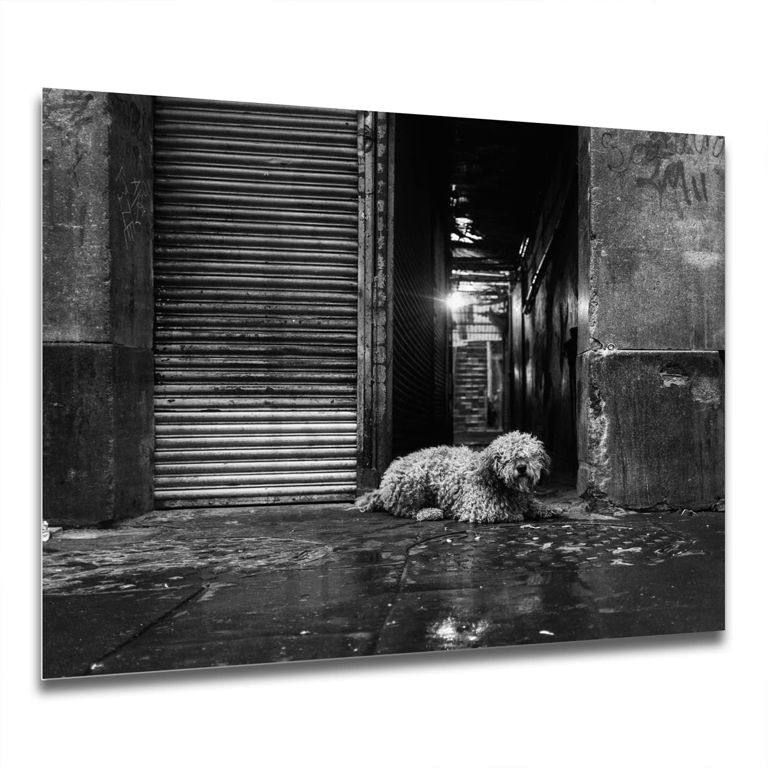 Eigen Afmeting - Spatscherm Keuken - Hittebestendig gehard glas - Zwart-Wit Hond op Straat