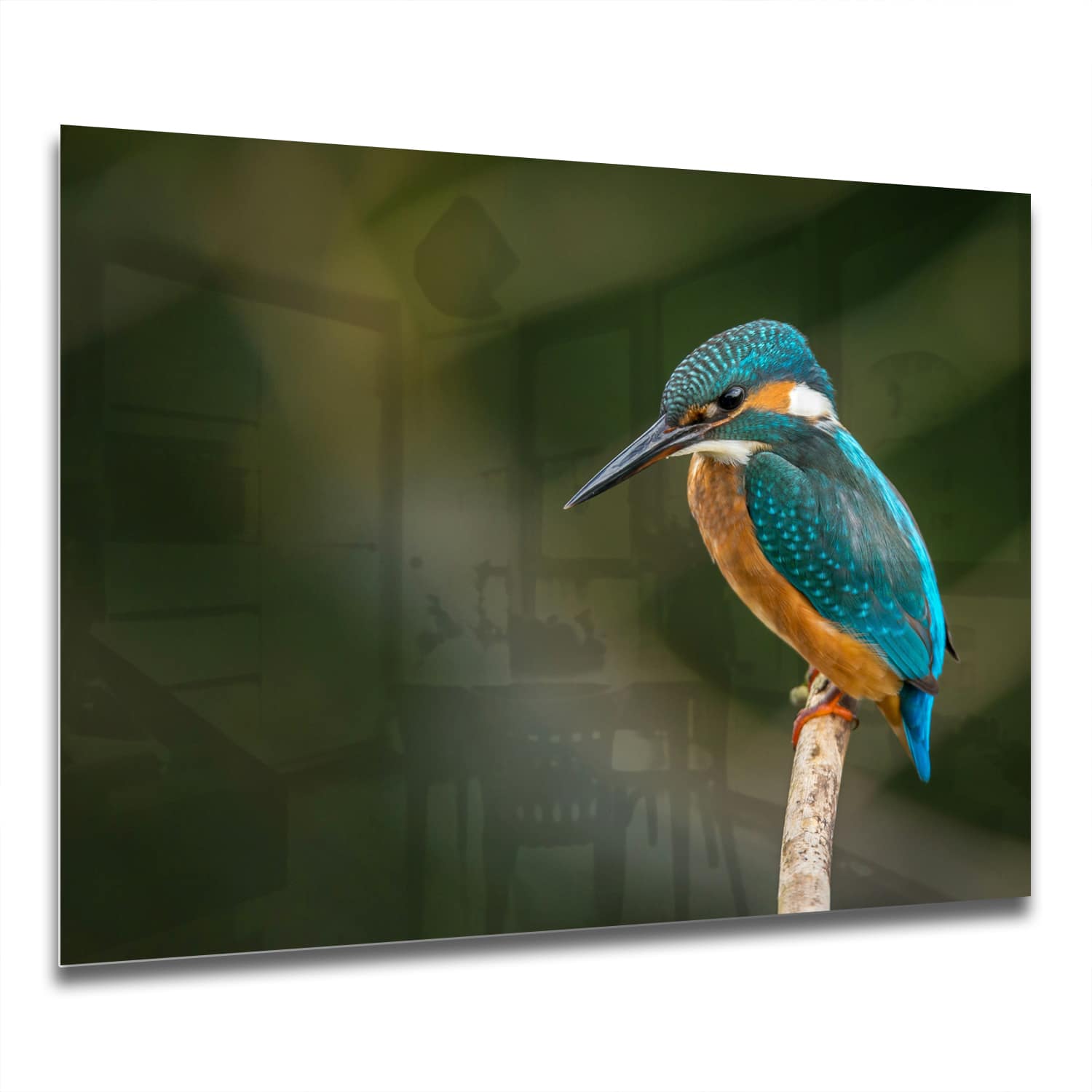 Eigen Afmeting - Spatscherm Keuken - Hittebestendig gehard glas - Kleurrijke ijsvogel
