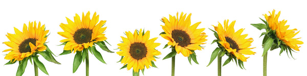 flower keuken achterwand design MAR-001