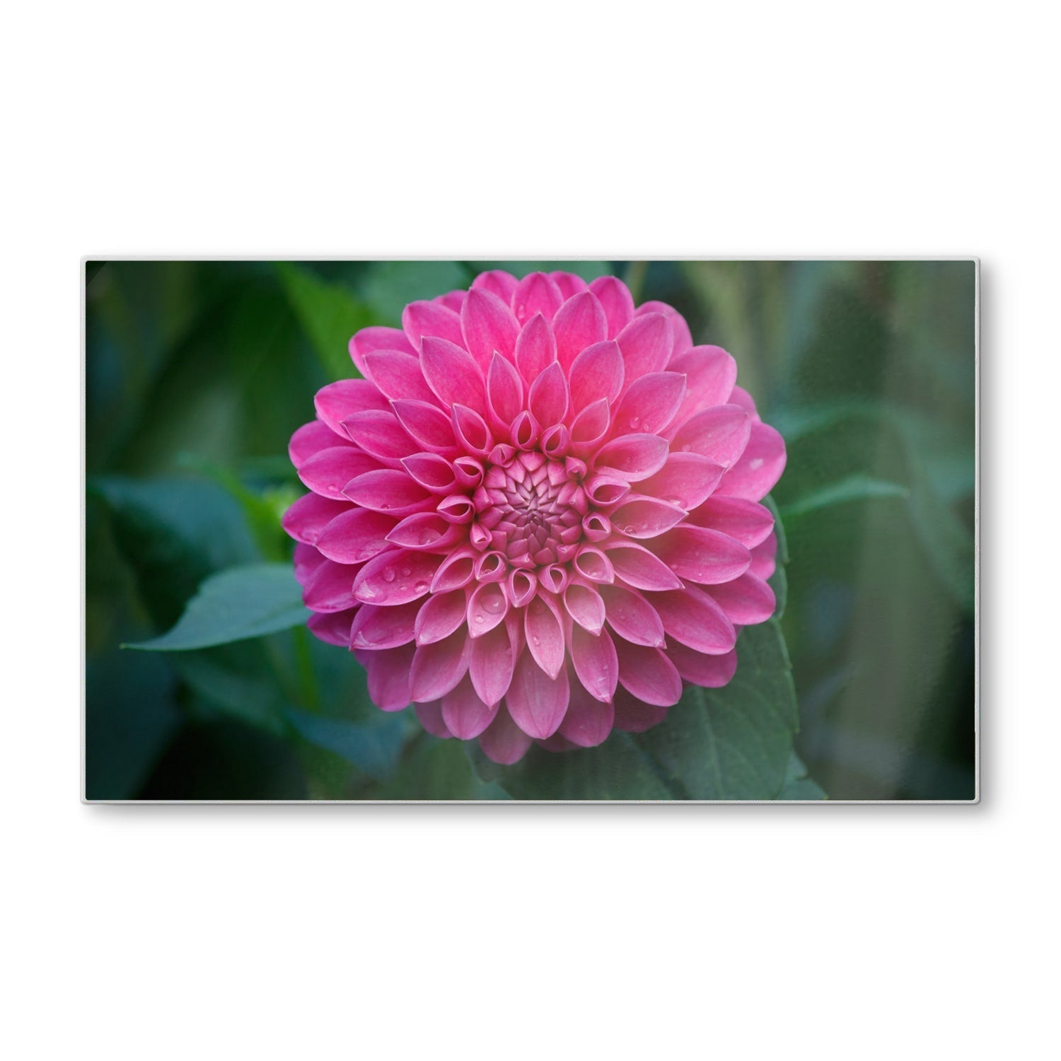 Snijplank - Gehard Glas - Roze Dahlia