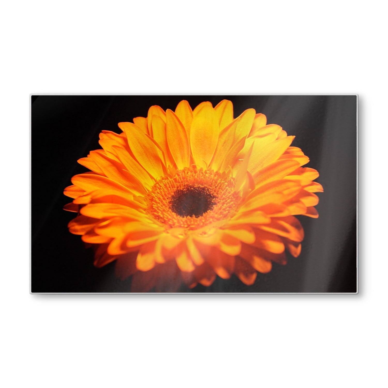 Snijplank - Gehard Glas - Gerbera Jamesonii