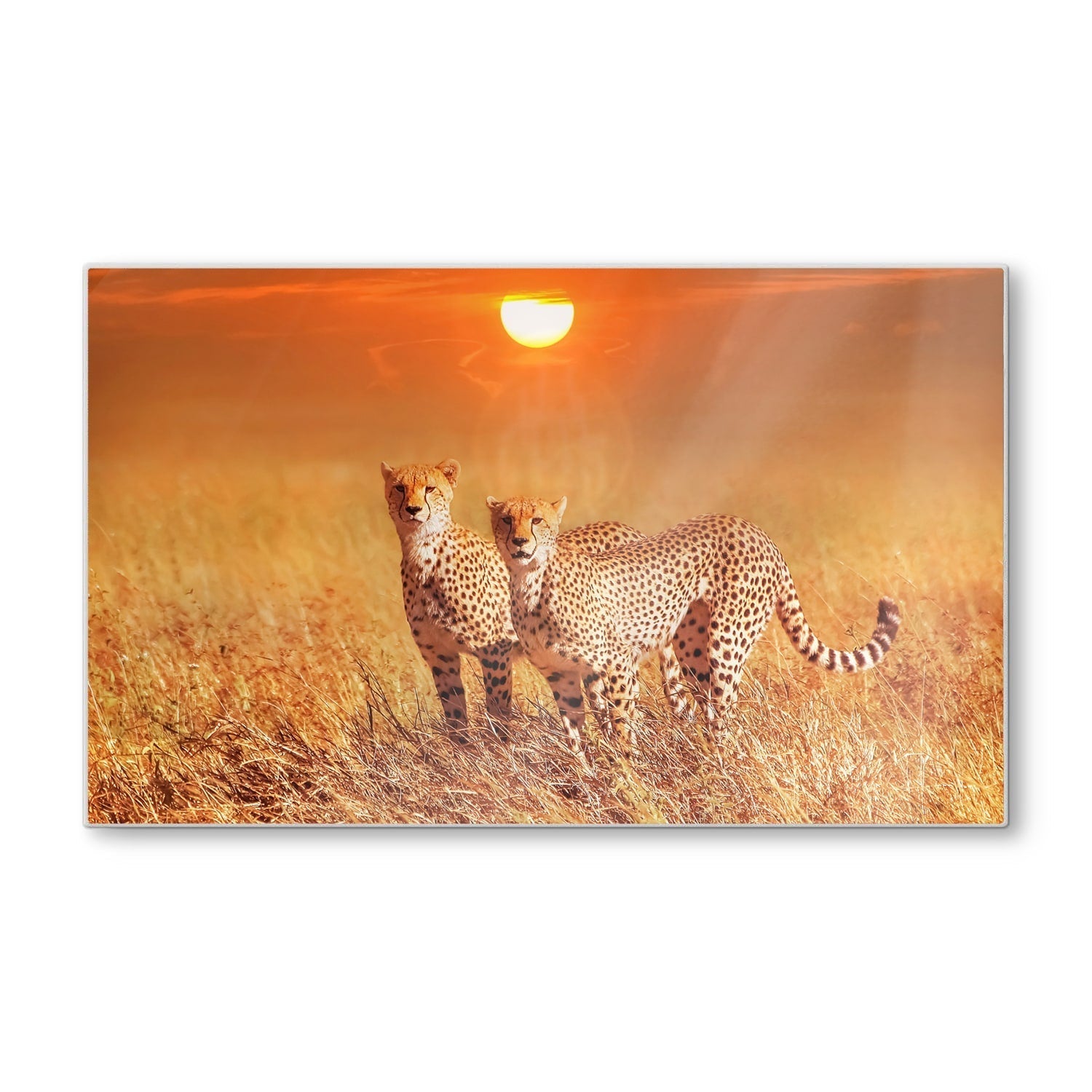 Snijplank - Gehard Glas - Twee Cheetahs